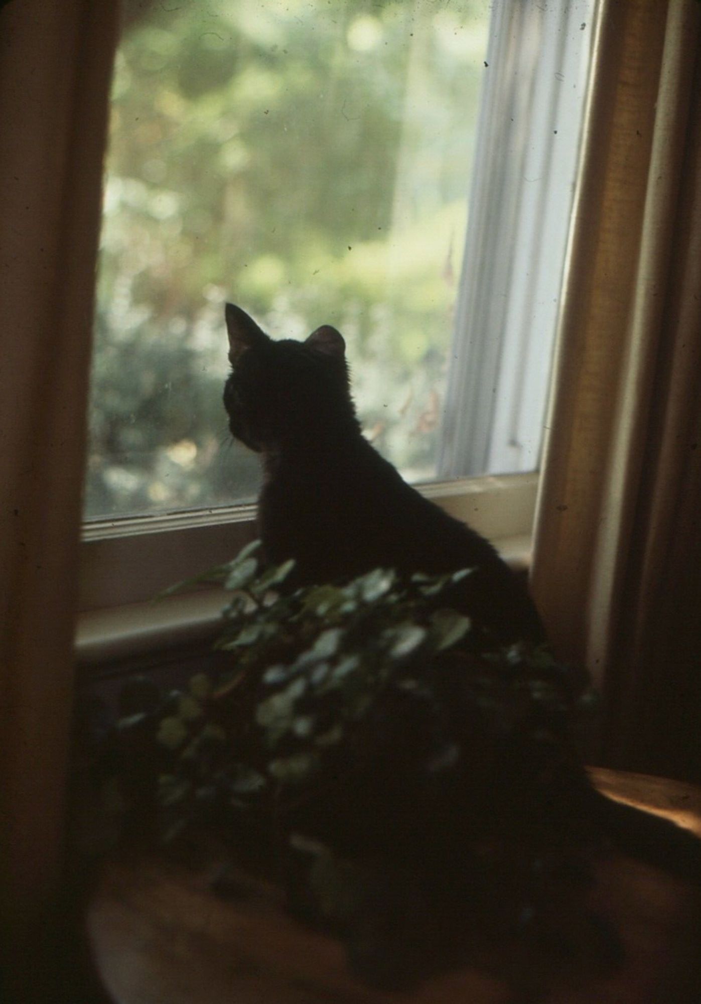 Color photo of a shorthaired black cat sitting by a window, looking outside at green foliage with its back to the camera with a leafy little houseplant next to it. The main light source is soft natural, indirect sunlight. It's a very calm and beautiful domestic scene.