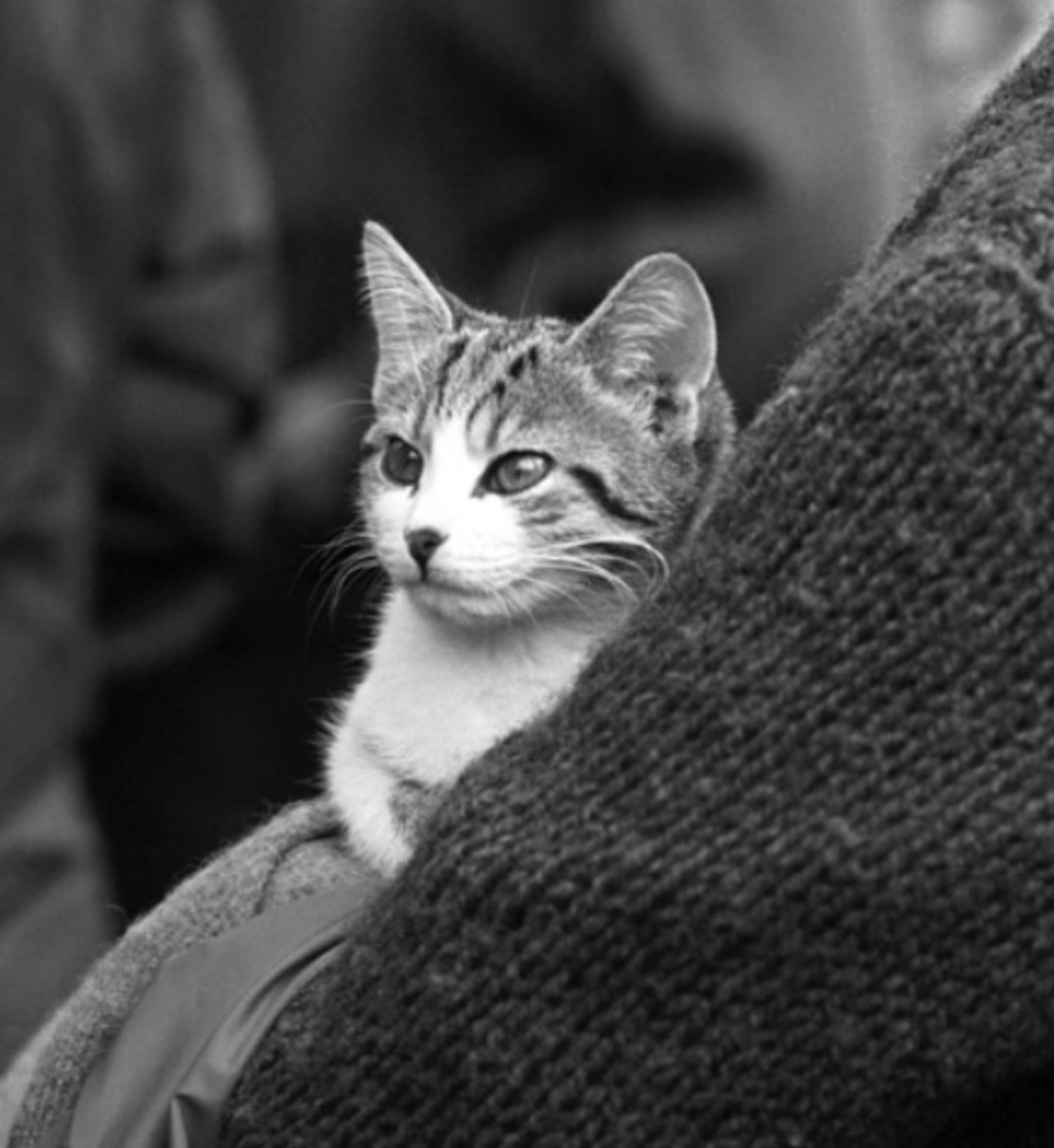 Beautiful, crystal clear photo of a tabby and white kitten calmly sitting in the arms of someone wearing a heavy sweater - only the back of the person's arm and shoulder are visible. The kitten looks very wise and serene.