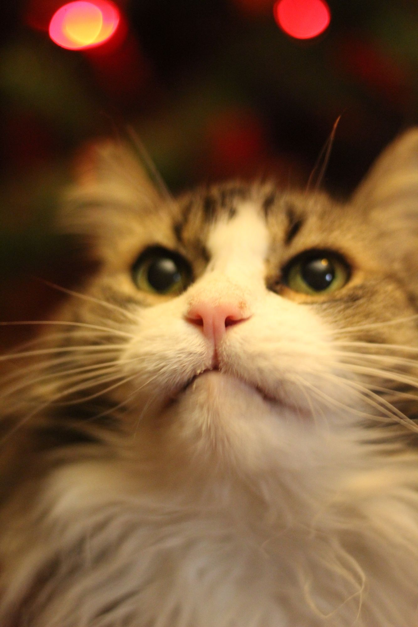 Close up of my brown tuxedo tabby Fergus' face, looking up in a perfectly angelic way with some red Christmas light glowing blurrily in the background.