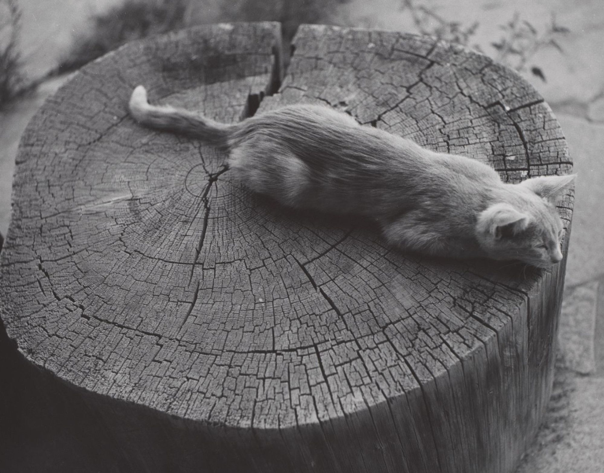 Black and white photo of a short haired kitten lying upright but in a flattened position with its head down on an old stump. It's a lovely photo with the contrast between the soft, smooth fur and the sharp, intricately cracked surface of the stump.