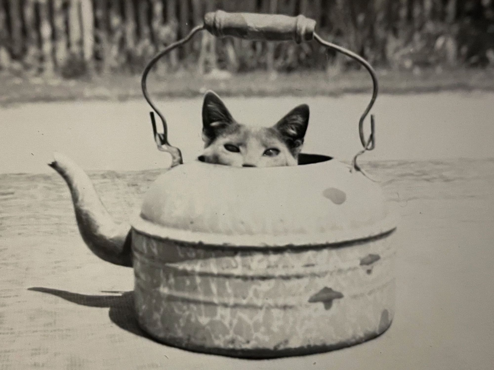 Black and white photo of a shorthaired grey cat peeking out of the open top of a large, chipped enamel tea kettle. The kettle is outside on the ground in the sun, a wooden yard fence visible in the background.