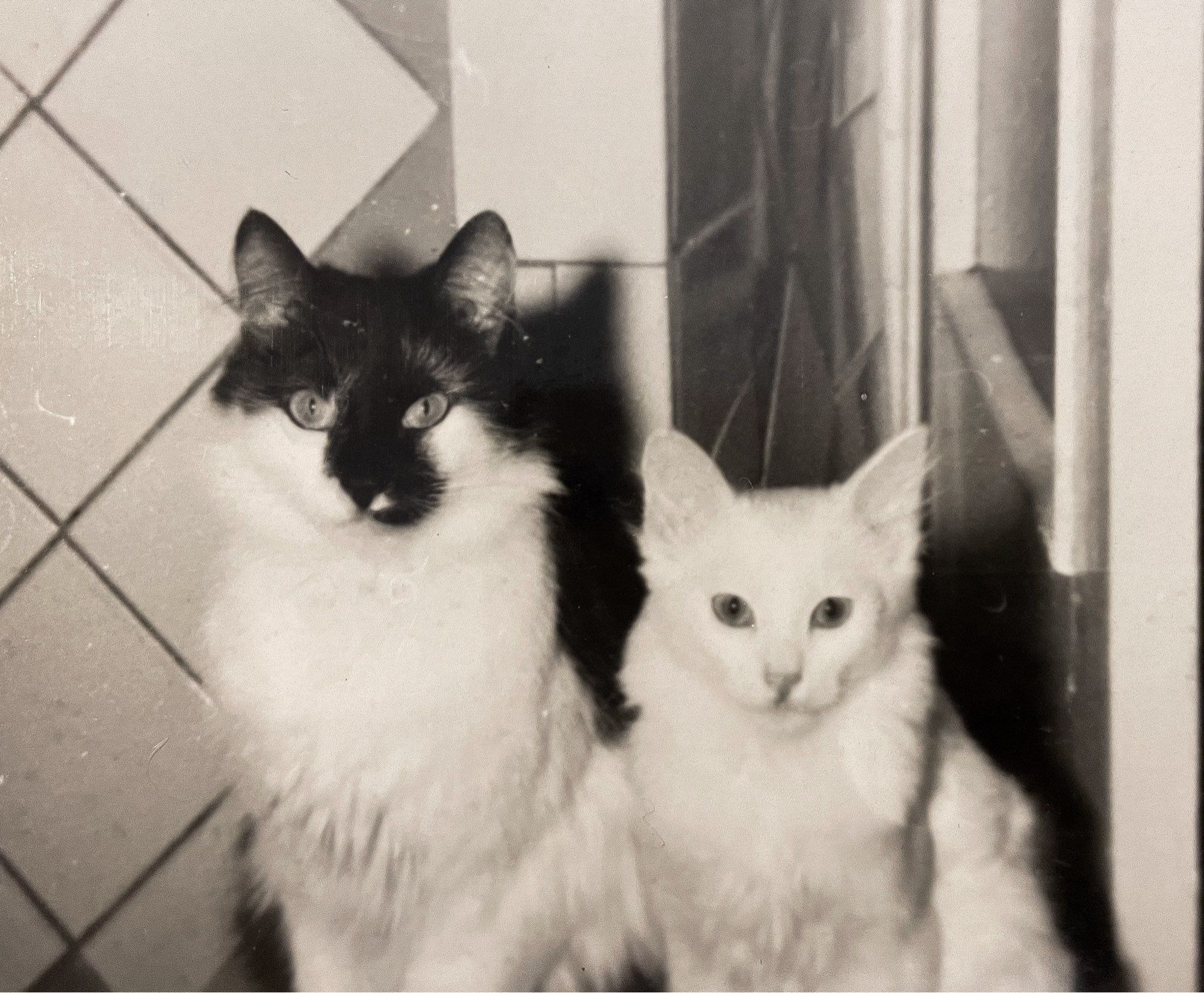 Black and white photo of two medium haired cats sitting side by side, looking toward the camera. The larger one on the left is black and white, the smaller one on the right is pure white.