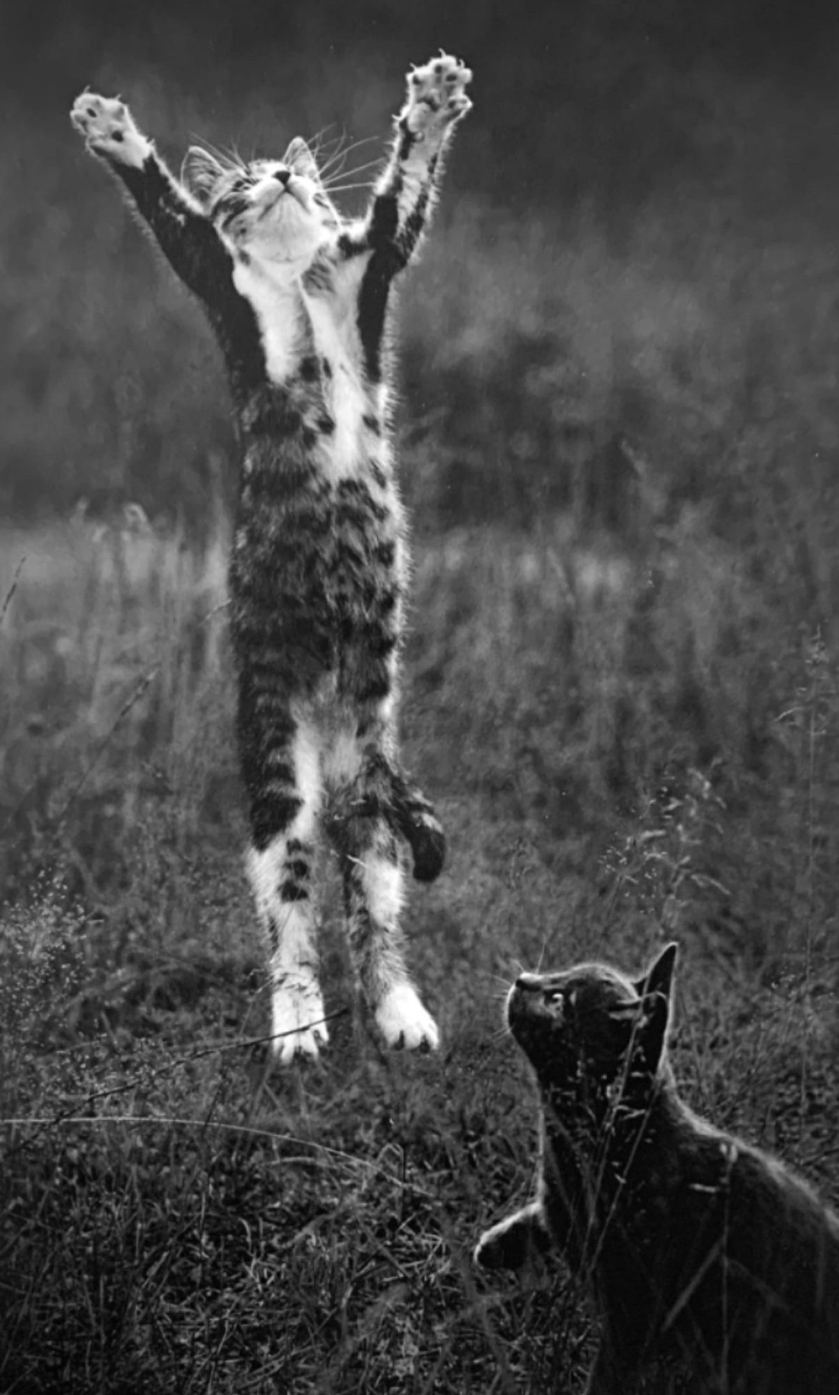 Black and white photo of two kittens outside in a field. A shorthaired tabby and white kitten is jumping high in the air with its forelegs spread wide in the air as if trying to catch something, his spotted belly on full display. A shorthaired grey or black kitten sits in the foreground, looking up brightly.