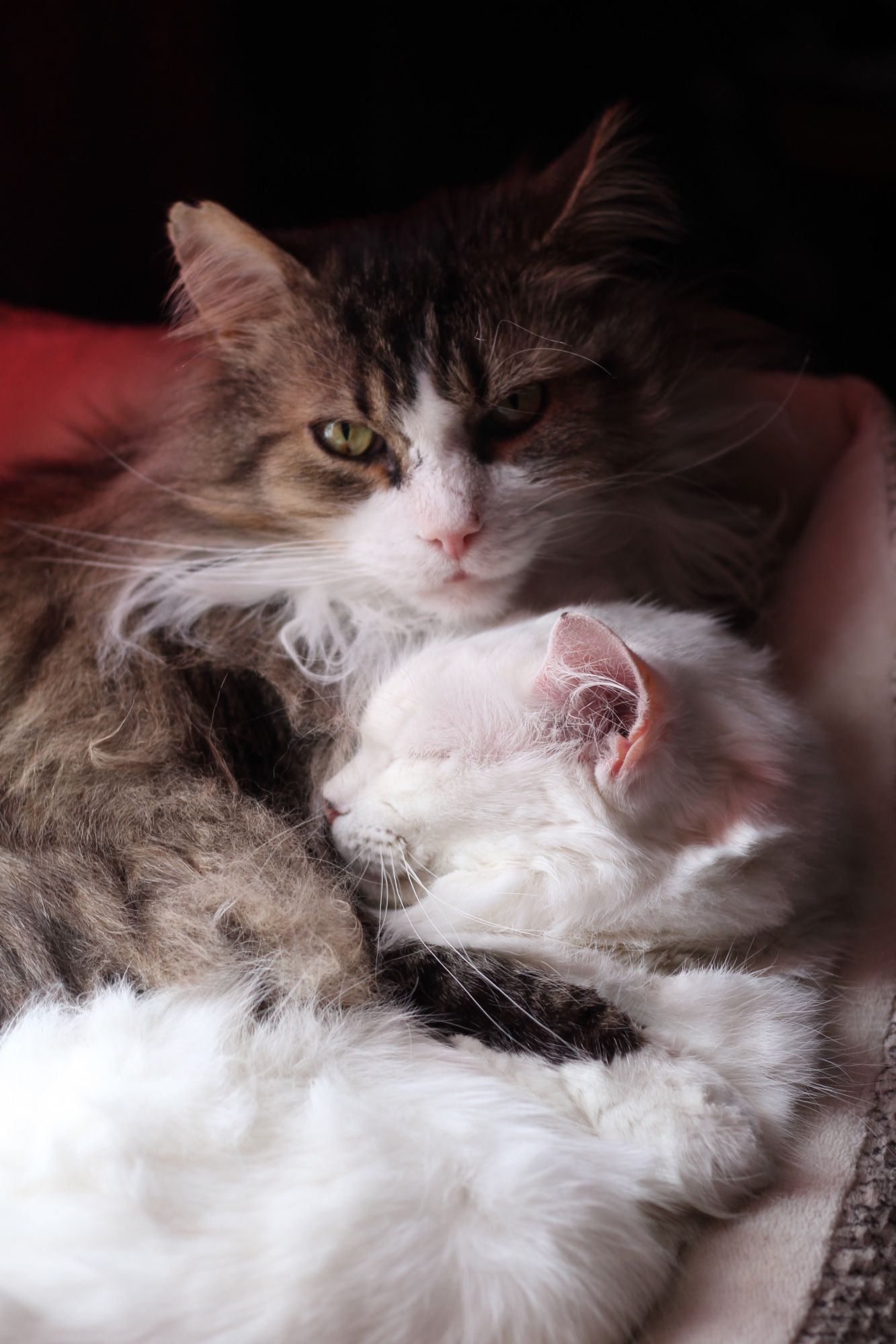 Photo of my two fluffy cats, Fergus and Francie. They are squished together in a cat bed. Fergus is a large brown tuxedo tabby gazing calmly at the camera with his forelegs wrapped around his sleeping petite white sister Francie. She is snoozing peacefully with her face pressed into his chest.