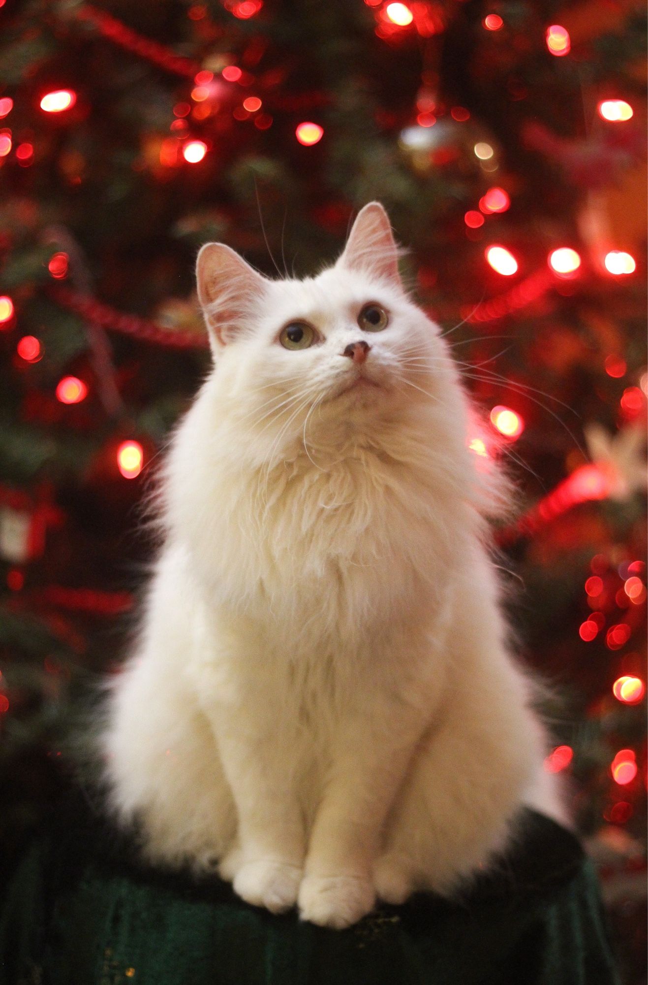 Photo of my fluffy white cat Francie sitting on a stool covered in a dark green velvet blanket. Behind her is a Christmas tree with red lights, blurry but recognizable. She is sitting up, looking adorably into the air with her perfect little face.