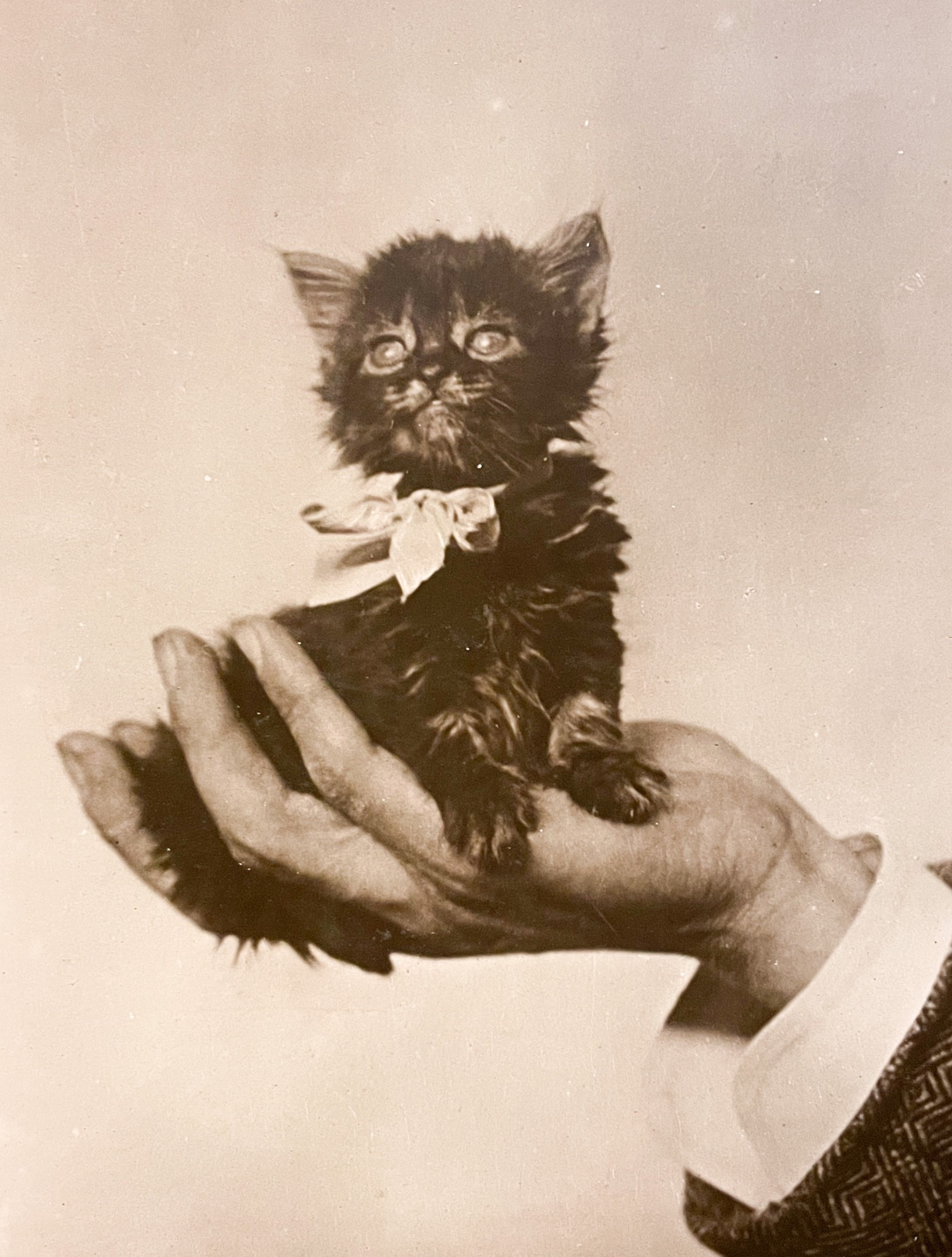 Sepia toned black and white photo of a scruffy medium haired dark tabby kitten being held aloft by a white male hand coming from outside the frame. The kitten look proudly into the distance and has a light colored ribbon bow around its neck.