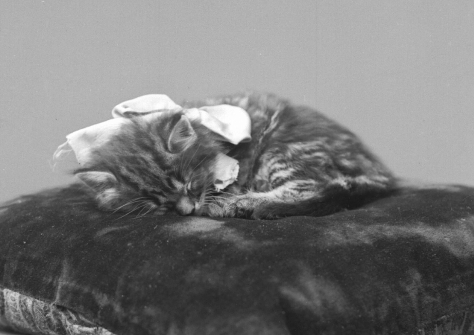 Black and white studio photo of a sleeping longhaired tabby kitten with a large light colored ribbon bow around its neck, curled up on a dark velvet pillow.