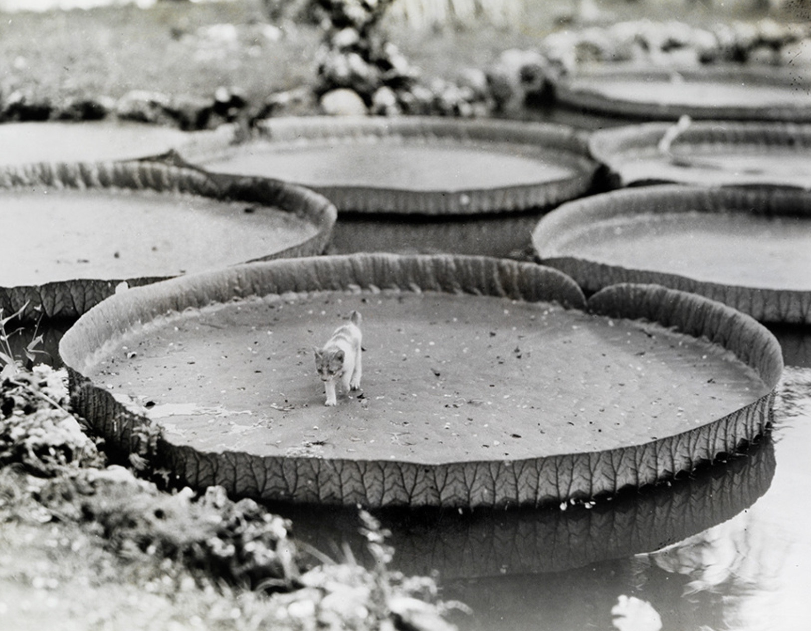 Black and white photo of a shorthaired white and tabby kitten walking across an enormous lily pad. It's probably 5-6 feet across, I guess? And it has an upright border around the edge like a shallow creme brûlée dish. The kitten is strolling along casually, unconcerned and unimpressed by the marvel of nature it's walking on. In the pond behind the kitten you can see many more lily pads of similar size.