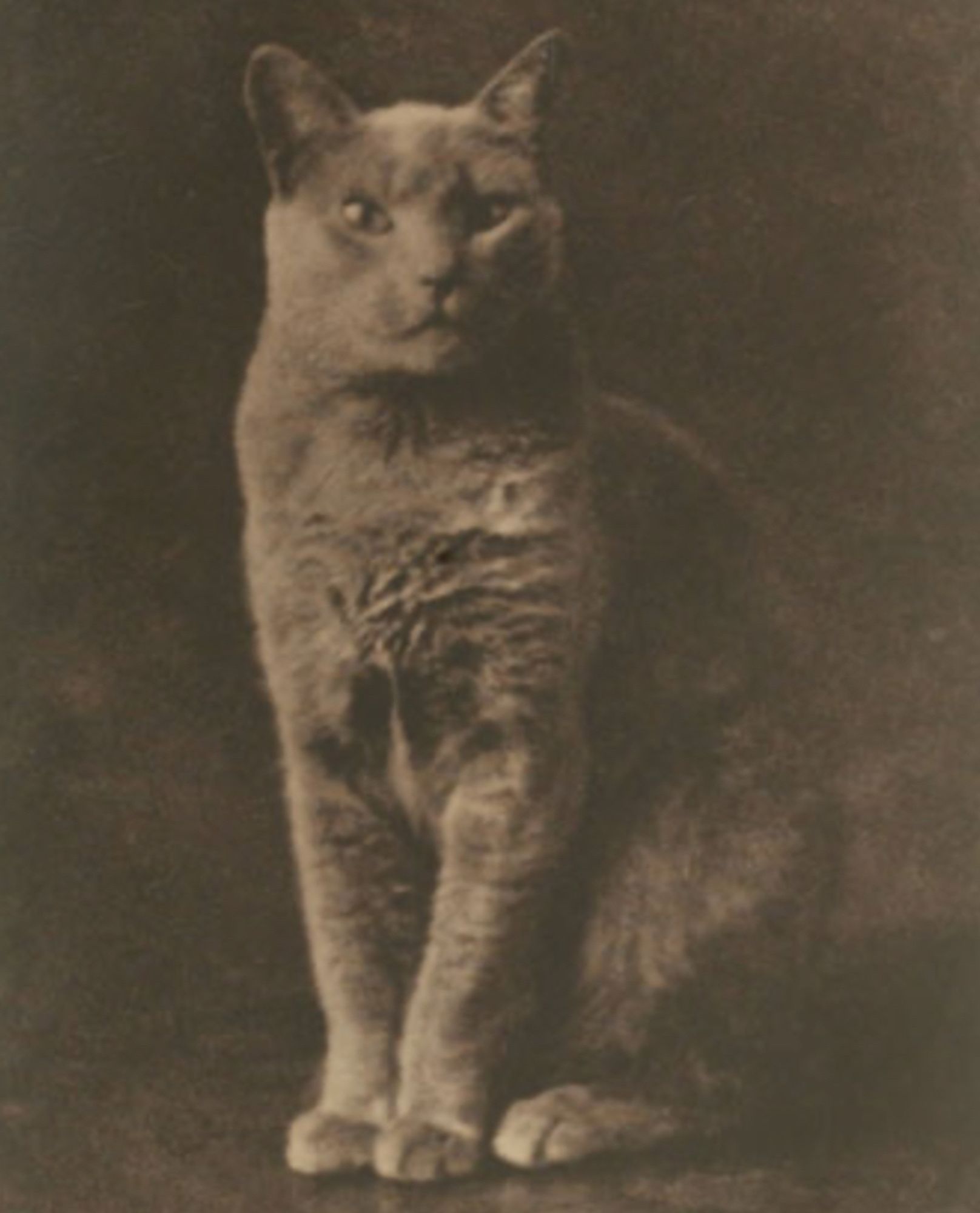 Grainy black and white photo of a shorthaired grey cat in a dark studio photo setting, sitting up proudly and looking confidently at the viewer.