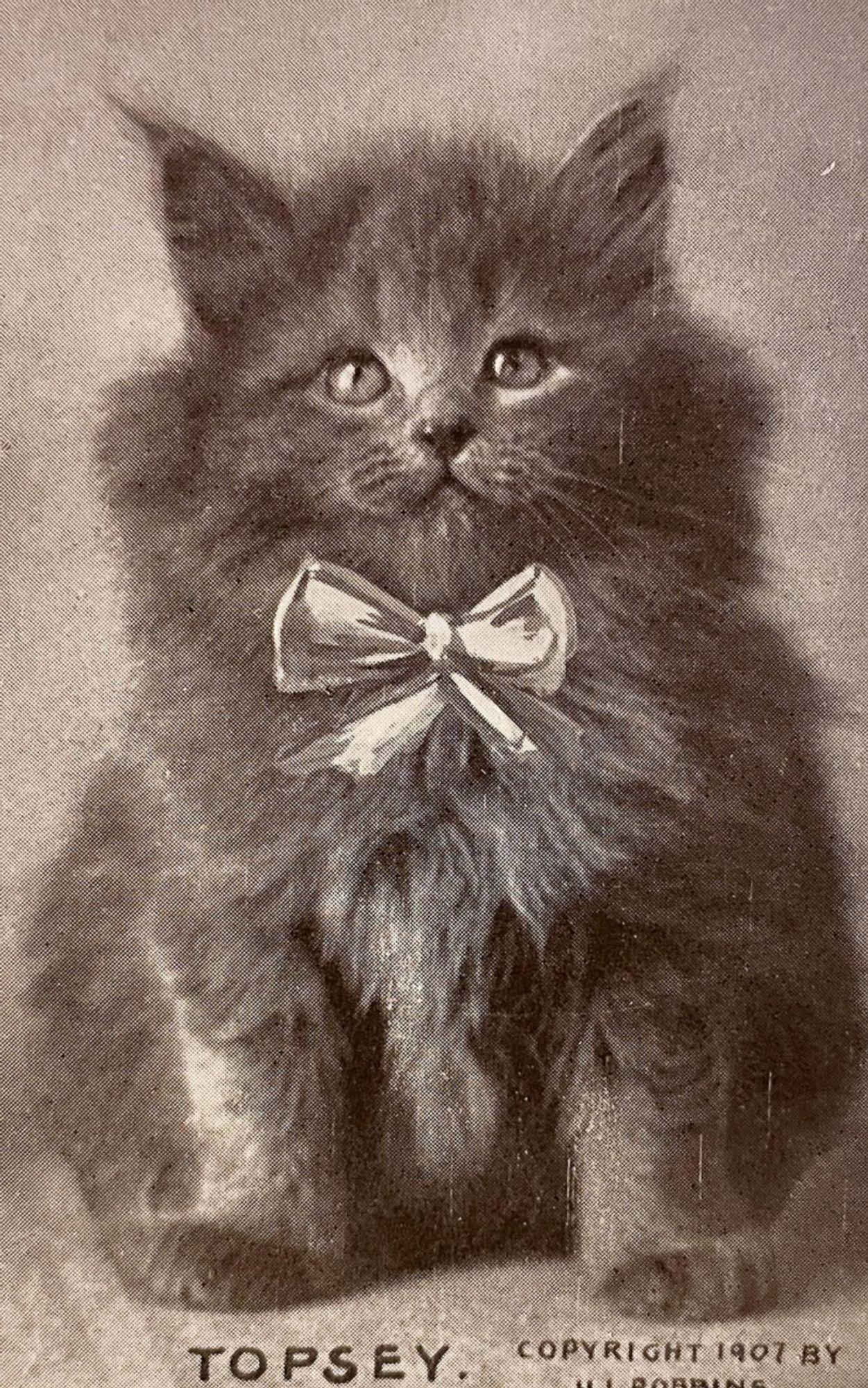 Black and white photo of a very fluffy longhaired grey kitten, sitting up looking so perfectly chonky and friendly. The name Topsey is written beneath the photo, and “Copyright 1907 by H.I. Robbins”. A bow has been painted onto the image to make appear as if Topsey is wearing a ribbon that ties in front.