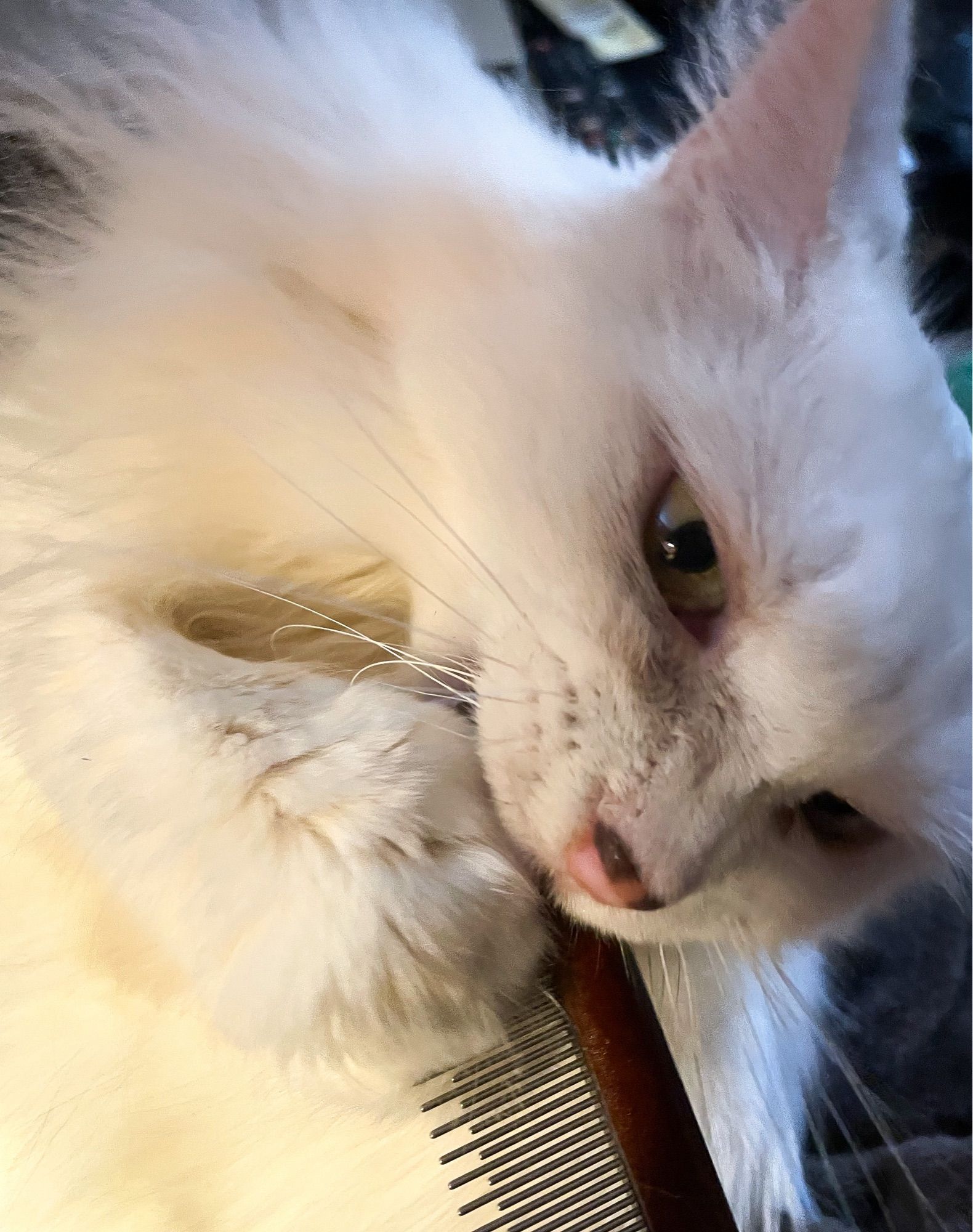 My fluffy white cat Francie holding a wooden handled pet grooming comb with one paw while she chomps on it.