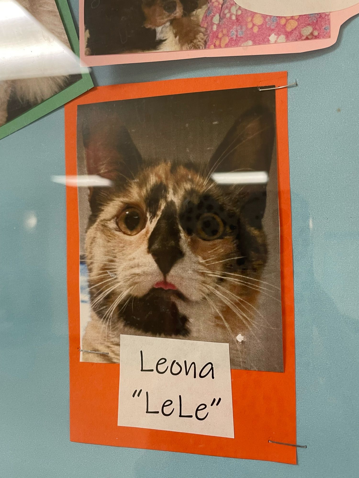 Photo of a beautiful calico cat with a little blep out, her name is Leona, nicknamed Lele.