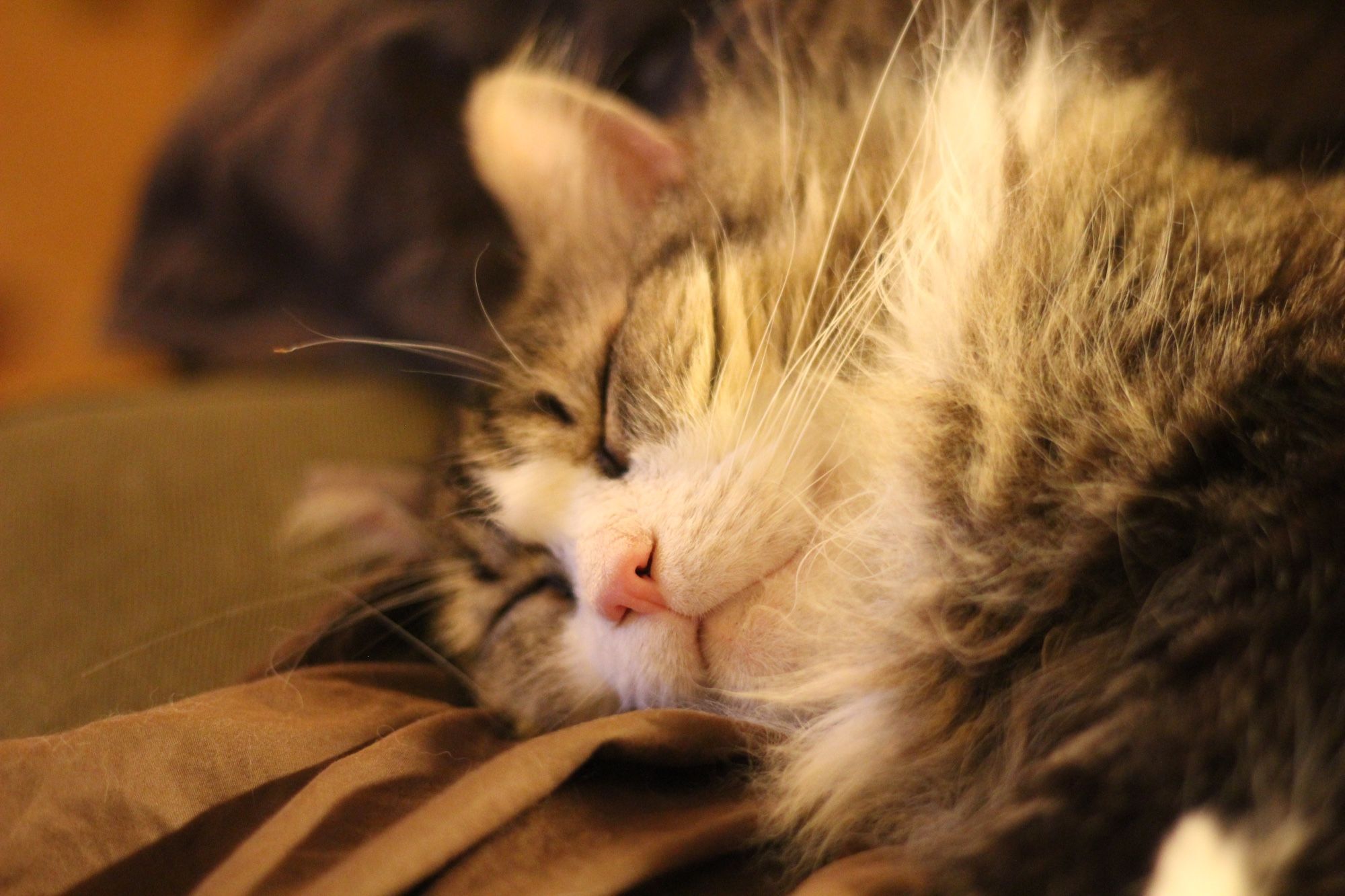 Close up photo of my fluffy brown tuxedo tabby Fergus' face as he snoozes peacefully on a brown sheet. He radiates peace and contentment.