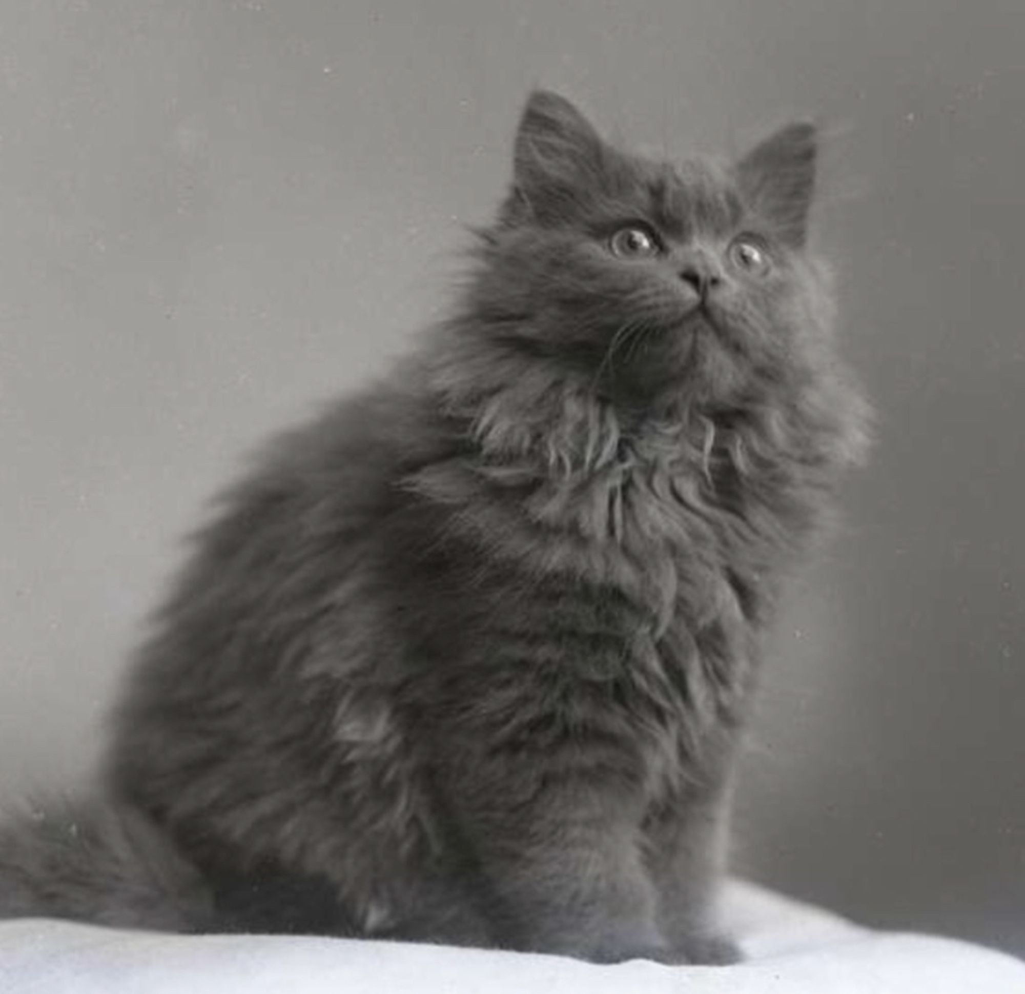 Studio portrait of an adorable and very fluffy grey kitten, sitting up and looking curiously at something above and to the right of the viewer.