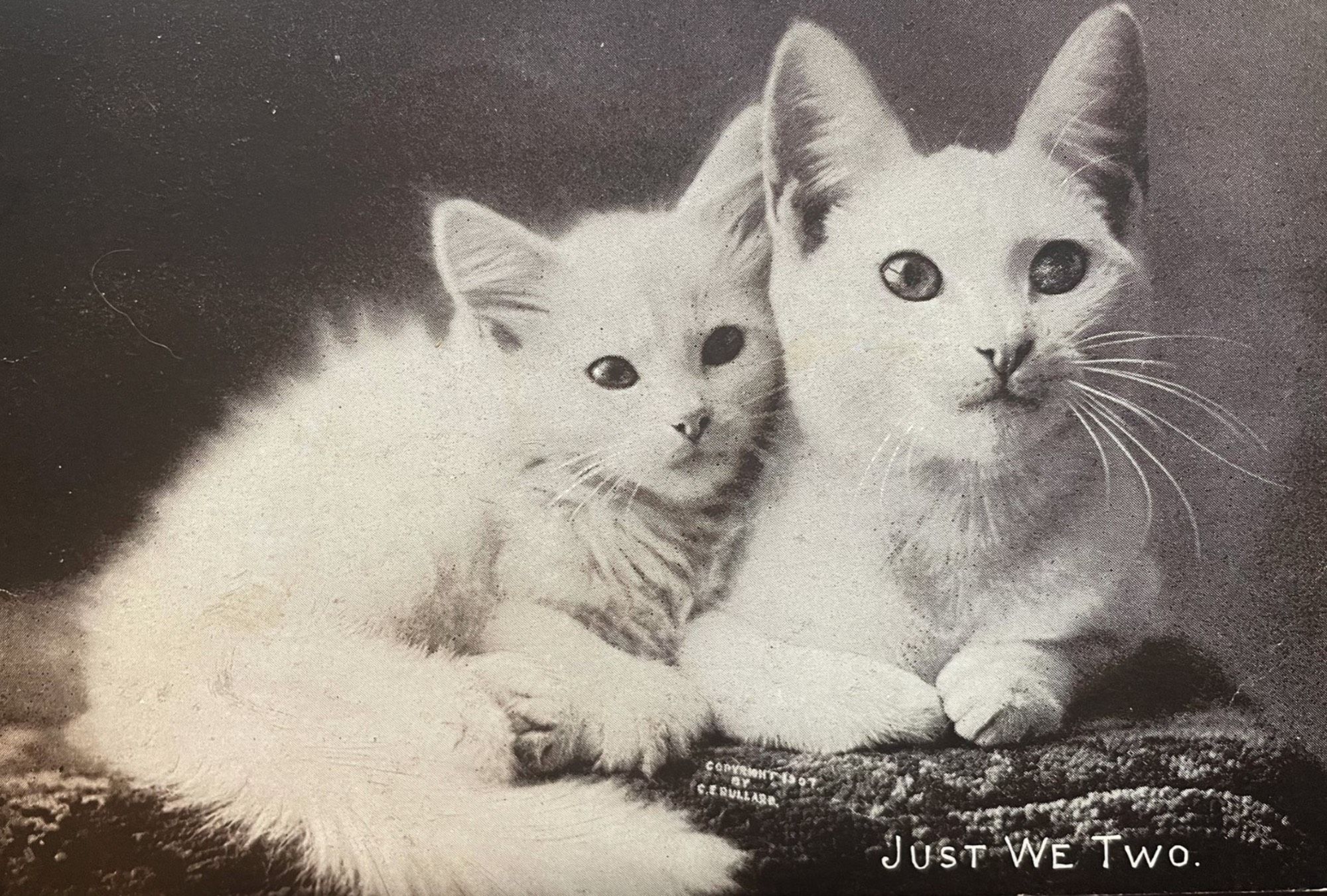 Black and white photo of two white cats on a cushion or folded blanket. A shorthaired adult cat is on the right while a fluffy long haired white kitten is snuggled into her on the left. They appear to be a cozy mother and kitten, cuddled and relaxed. White text in the lower right corner reads "Just We Two".