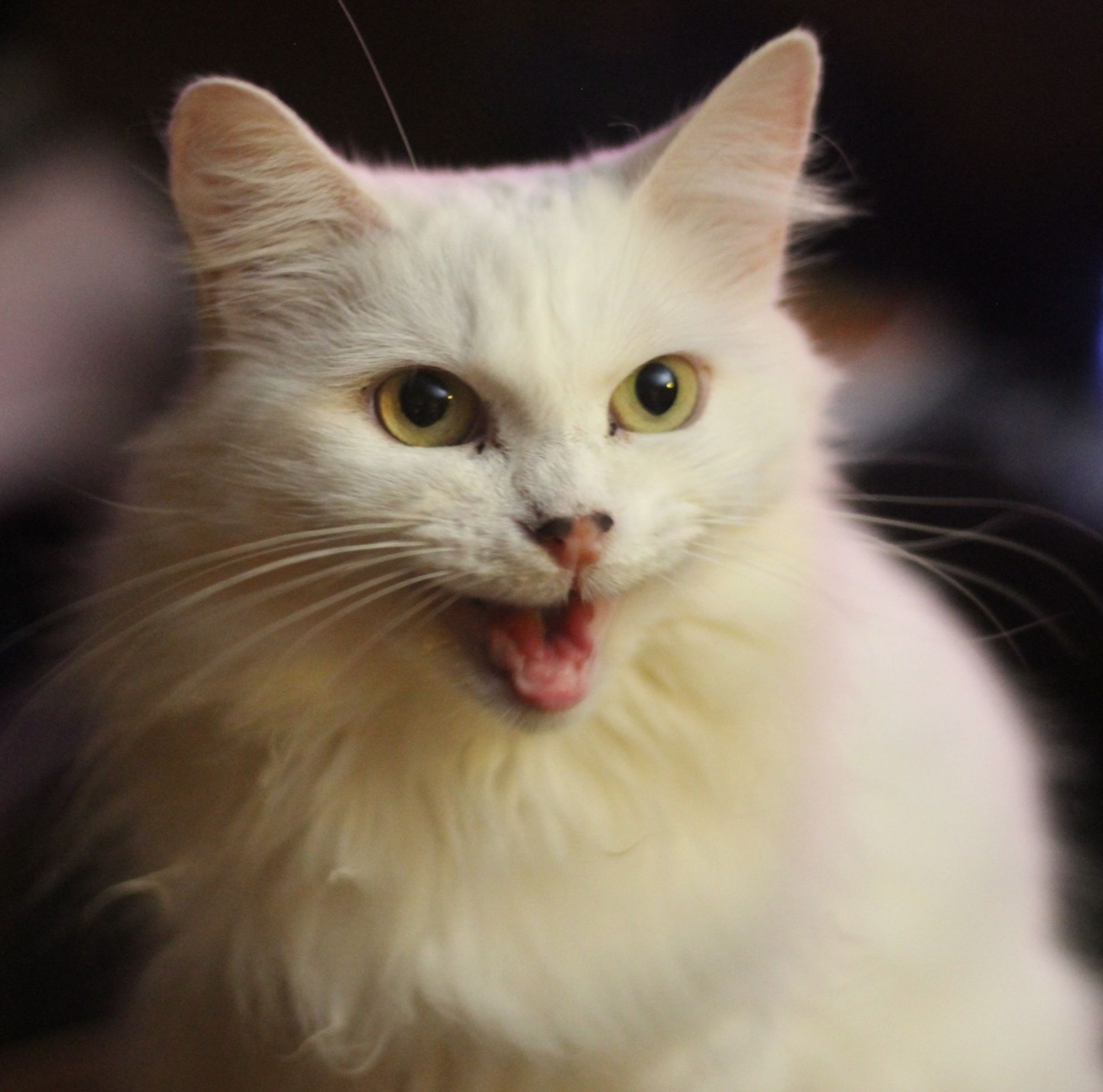 Color photo of my fluffy white cat Francie with her toothless mouth open in one of her peeping meows. She looks like a perfect Disney princess cat yet her sassy facial expression betrays her true gremlin nature.