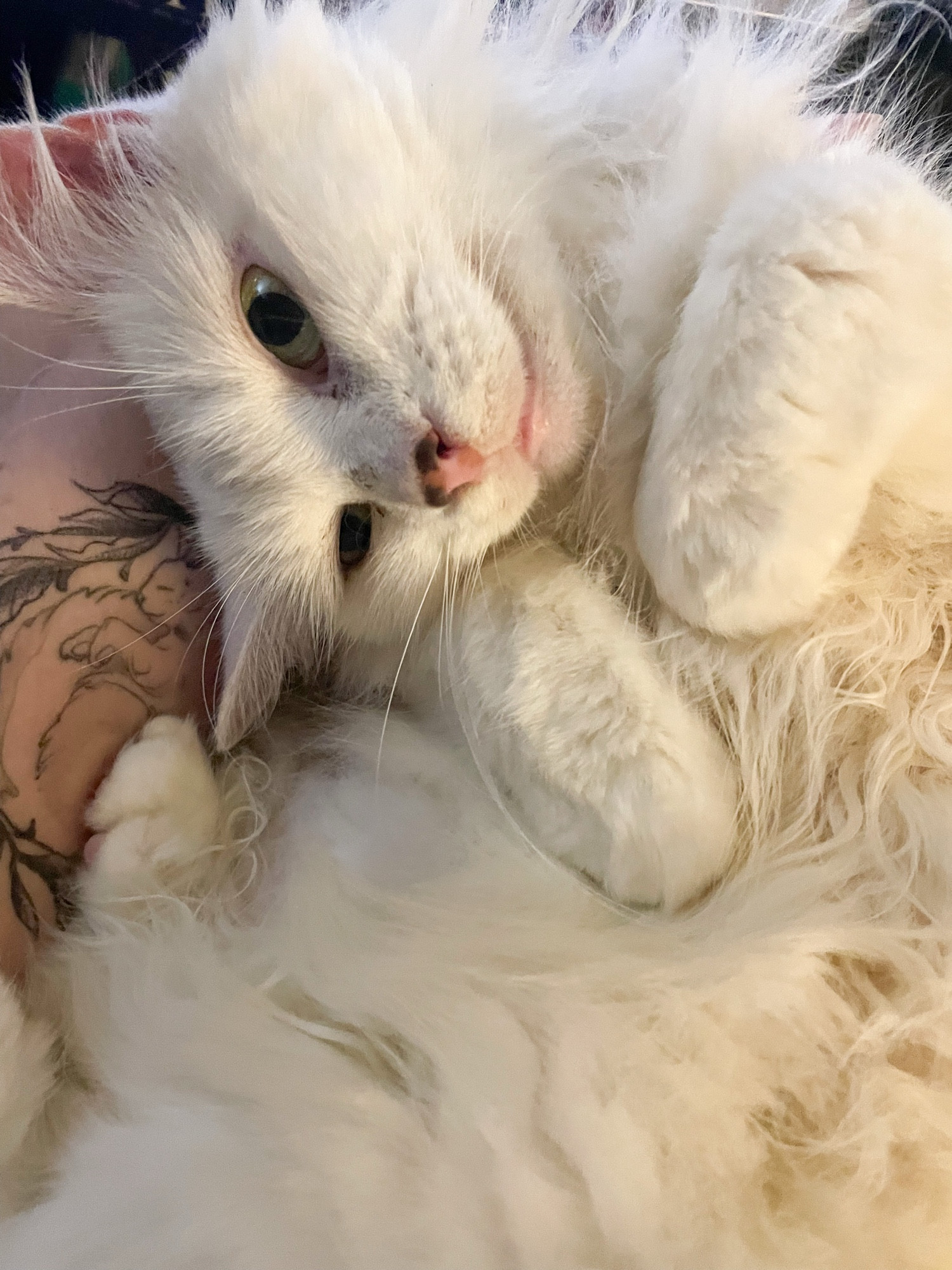 Photo of my fluffy white cate Francie curled up upside down in my lap.
