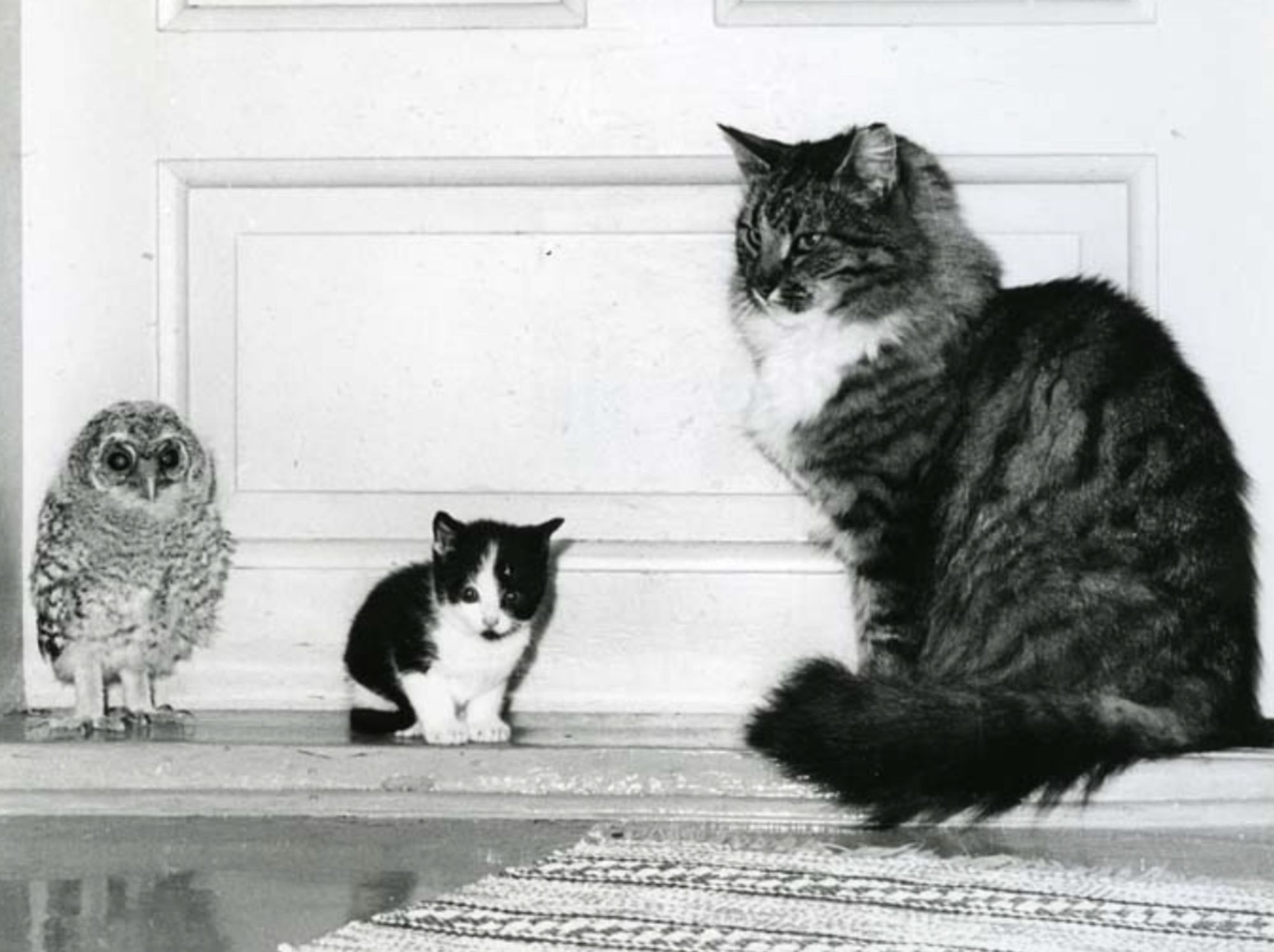 Black and white photo of three animals in an indoor doorway. From right to left: a large longhaired tuxedo tabby, a small black and white shorthaired kitten, and then a scruffy little owlet which is about half the size of the adult cat.