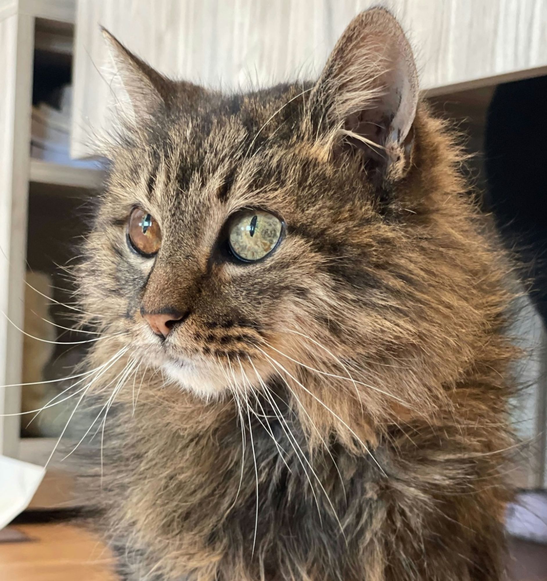 Closeup photo of a beautiful longhaired brown tabby cat with the most striking eyes - one is a rich brown and the other is a light olive green.