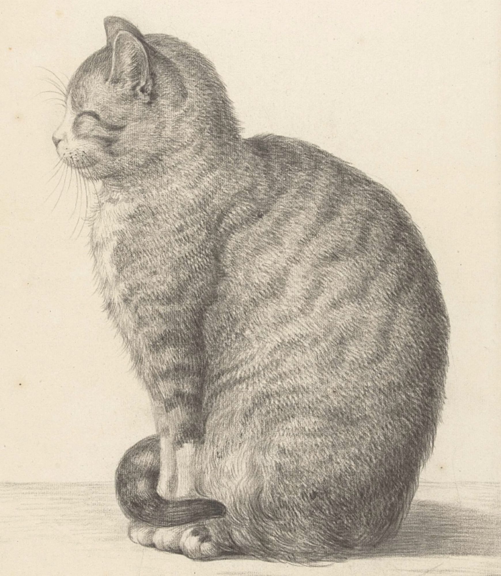 Very sweet pencil drawing of a shorthaired tuxedo tabby sitting up in profile. Fine grey lines on off-white paper. The cat seems to be dozing happily and its tail is wrapped primly around its little white feet.