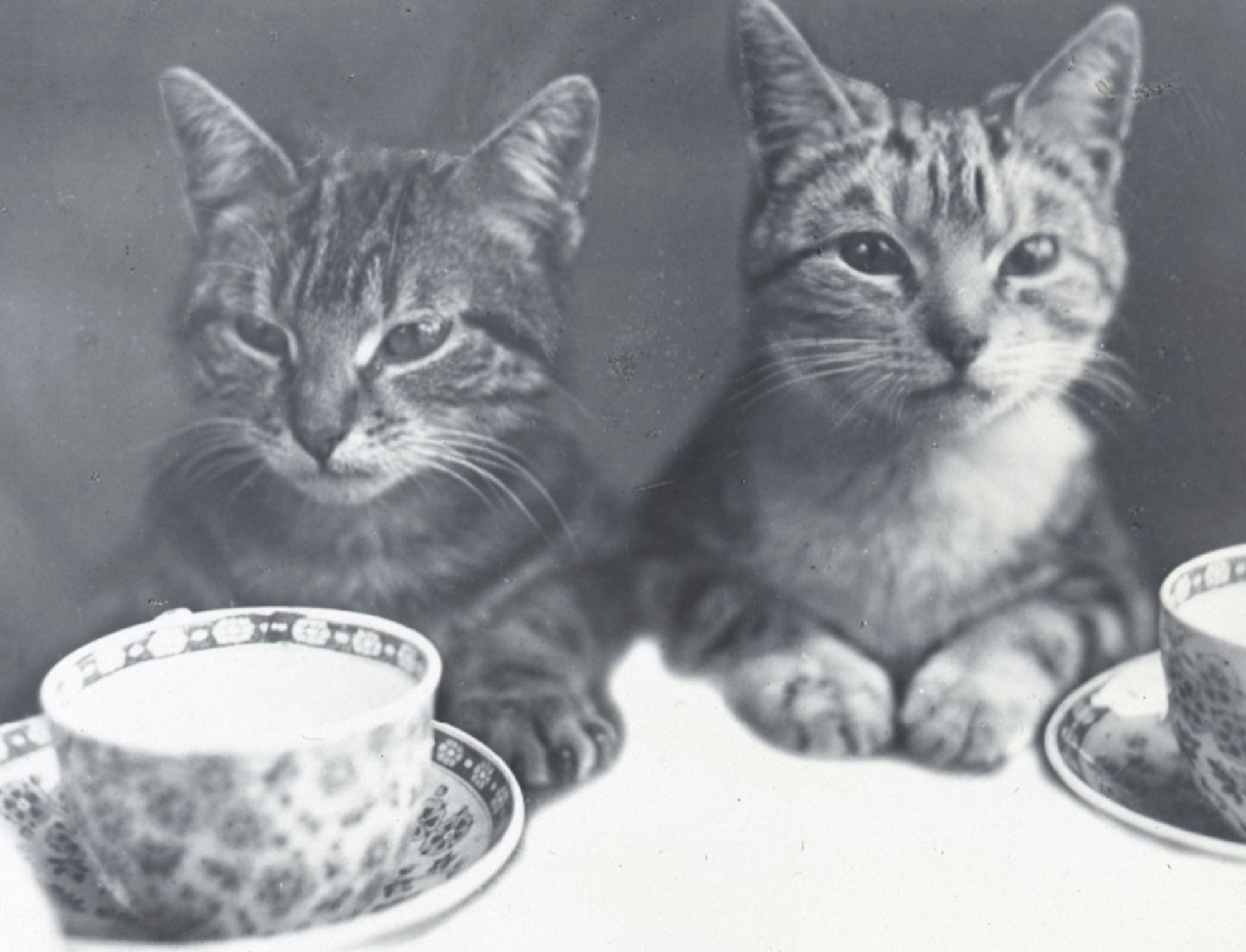 Black and white photo of two shorthaired tabby cats sitting up with their forepaws placed on a table. The table is set with linen and tea cups and saucers. The cat on the left has a very sour, annoyed expression on its face and the one on the right looks as if it is impatiently seeking waitstaff.