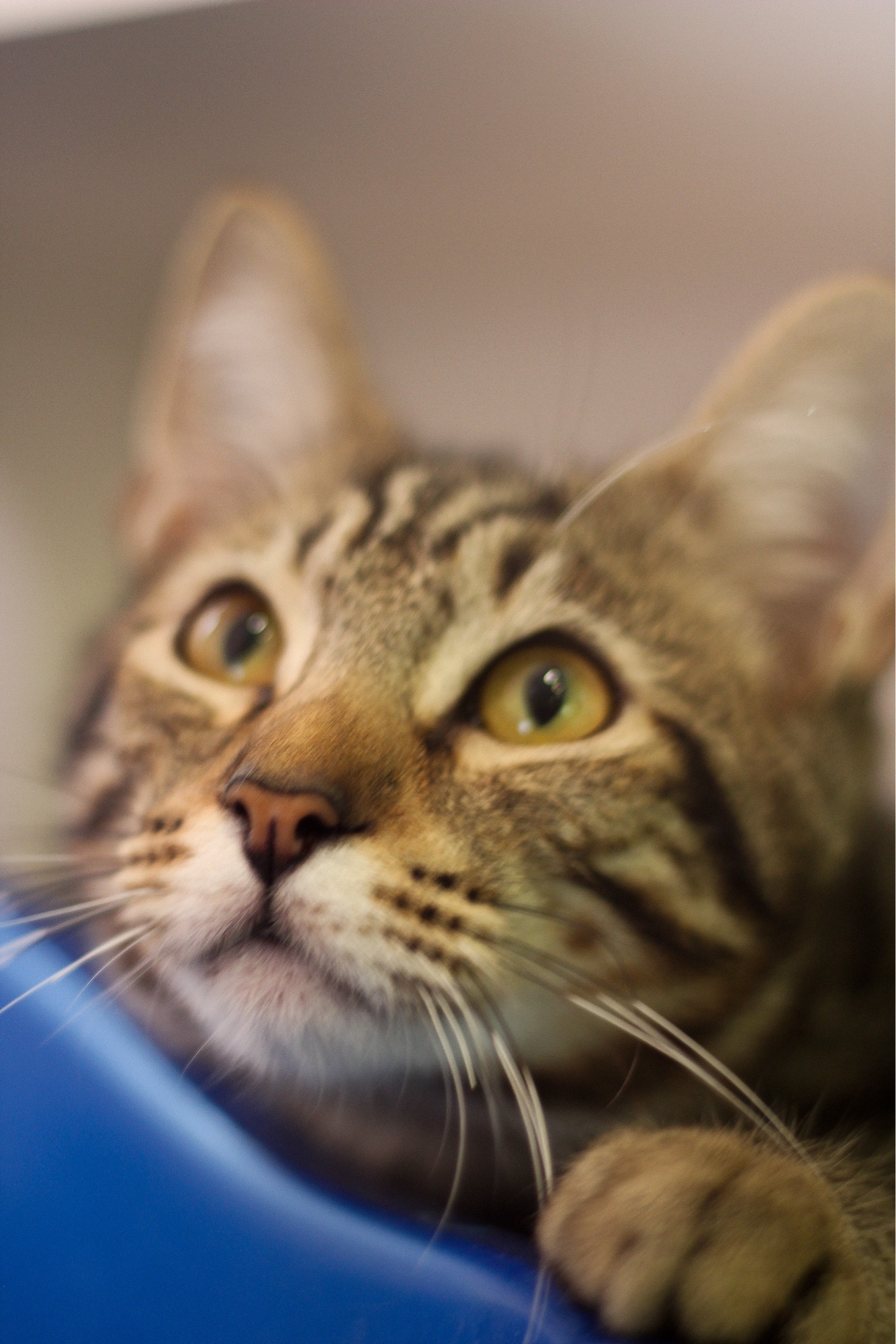 A warm brown tabby kitten with a little white on his muzzle looking upward with a hesitant expression and one paw placed on a piece of blue plastic that it’s peeking over.