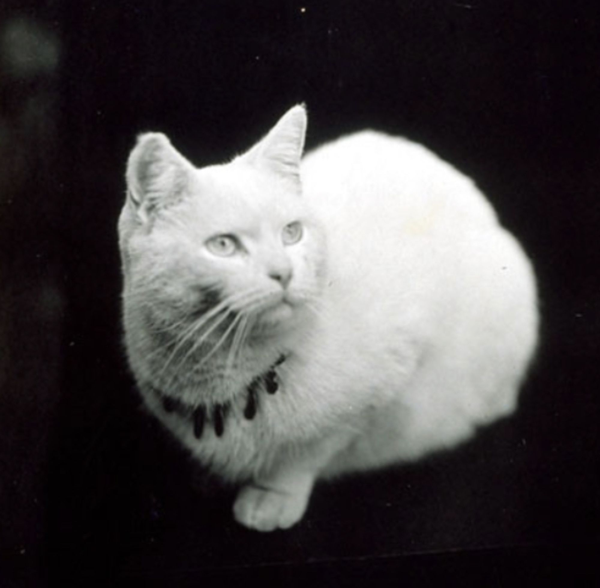 Black and white studio photo of a shorthaired white cat photographed on a dark surface with dark background, making it appear to be floating in a field of black. The cat is sitting in a prim loaf position, looking up and to the right, and wearing a necklace with dark teardrops dangling from it.