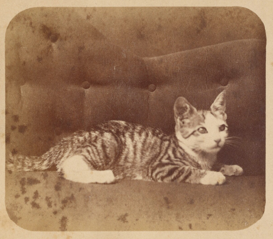 Sepia toned black and white photo of an adorable little mackerel tuxedo tabby kitten, lying on an upholstered couch and looking brightly up and to the right.