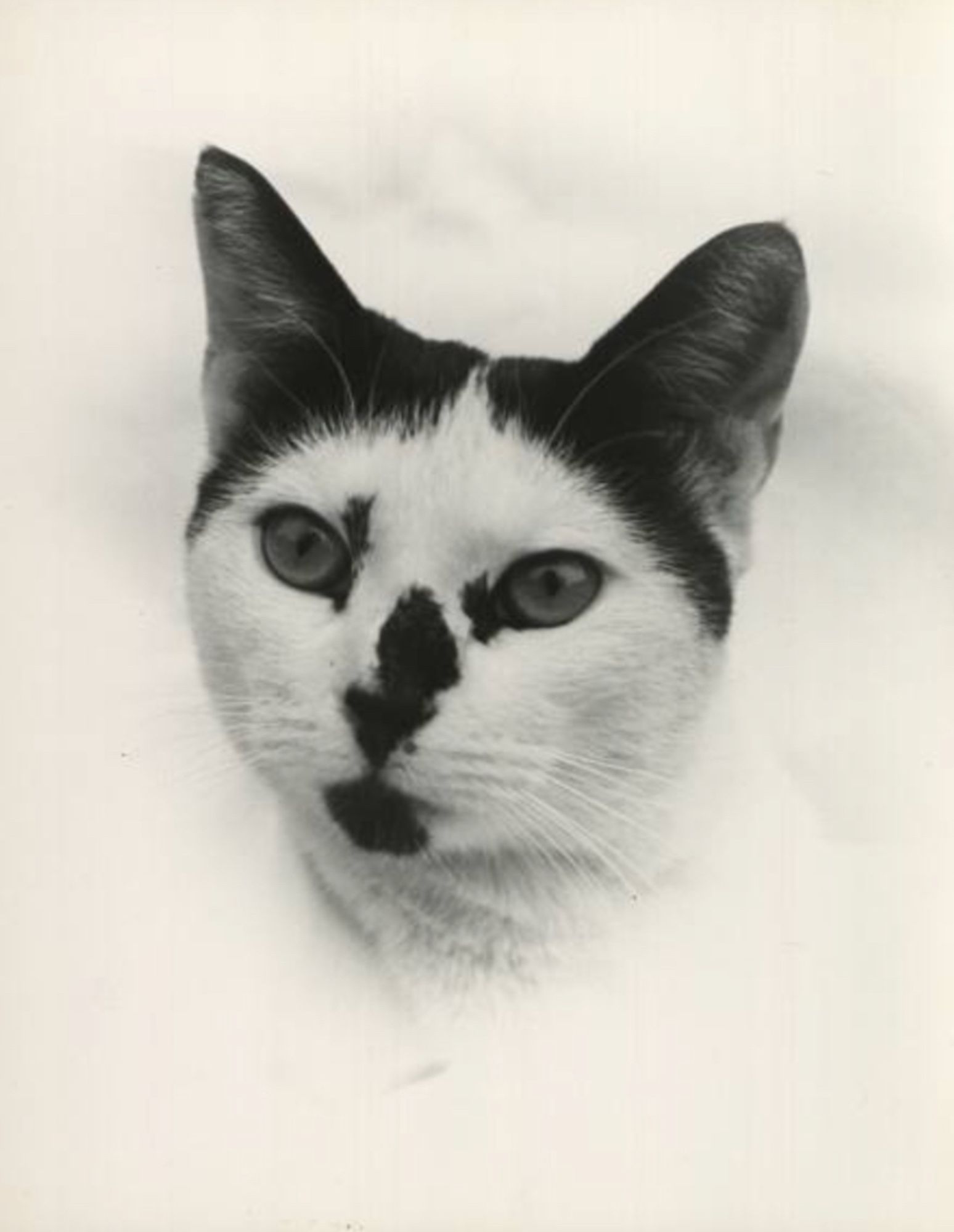 Black and white photo portrait of a shorthaired cat that is white with black spots on its nose and chin, a couple flecks near the eyes, and a black "toupee" over its ears on top. It's a gorgeous cat and surrounded by a gauzy white vignette that makes it look like an old author's photo or maybe even a Hollywood starlet headshot.