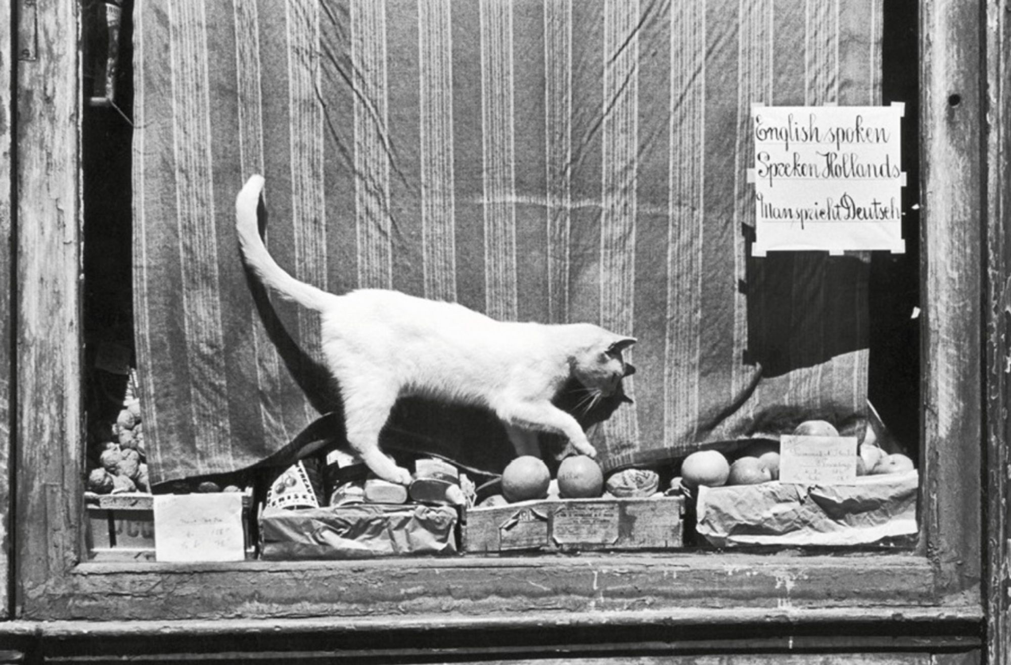 Black and white photo of a shorthaired white cat carefully stepping across some produce in a store window - seen from the outside. There is a striped curtain pulled down behind it so the cat stands out more in luminous white profile.