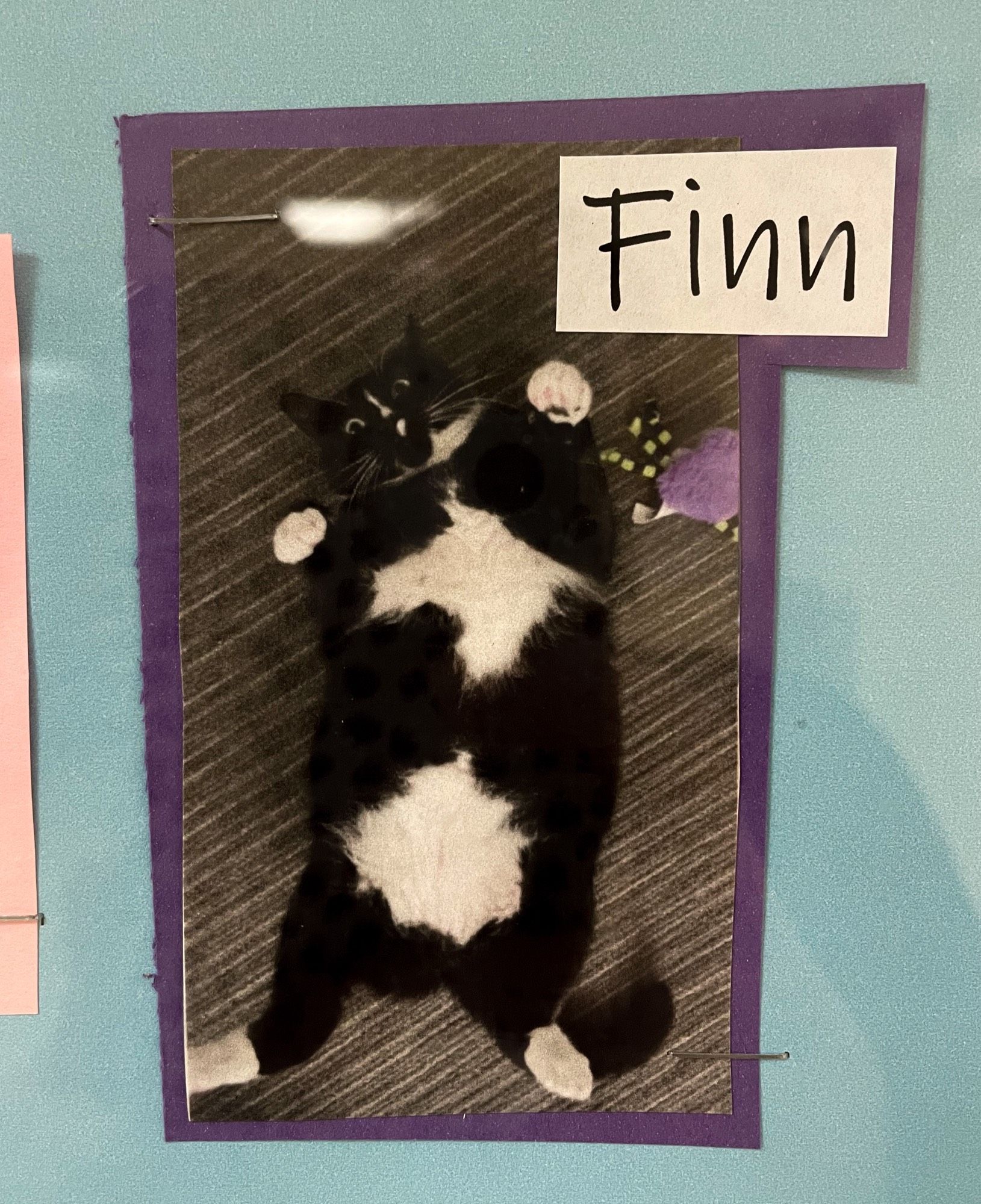 Photo of a picture behind display glass of a shorthaired black tuxedo cat identified as “Finn”. He’s lying on his back with legs splayed out to display his plump belly. His face bears a slightly crazed expression.