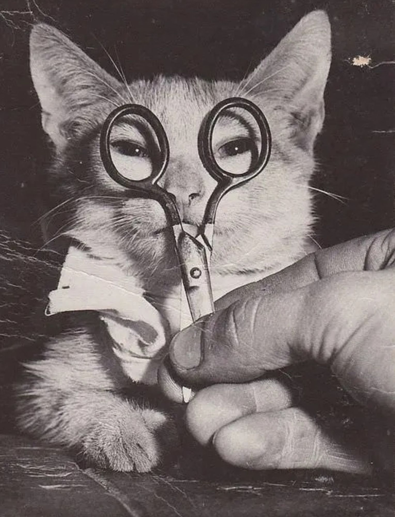 Black and white photo of a man's hand holding up a pair of scissors in front of a shorthaired light colored kittens face, so that the rounded handles appear to be the kitten's spectacles. The kitten also has a but of white fabric tied around its neck, which sort of gives the appearance of a white button-up shirt. This combines with the "spectacles" make the kitten look like a serious architect or accountant or other business professional.