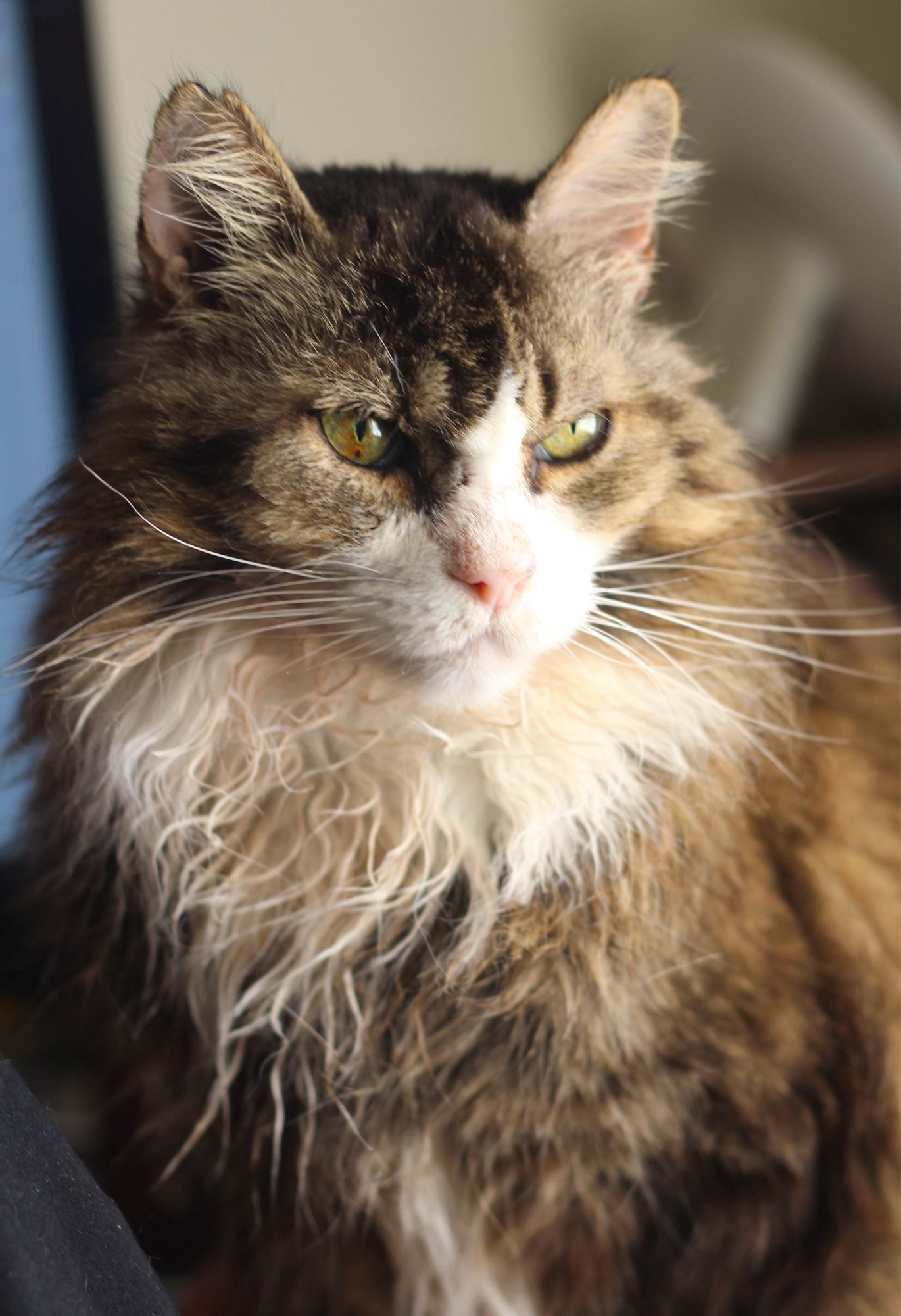 Portrait photo of my gorgeous longhaired brown tuxedo tabby Fergus sitting up in warm afternoon sunlight. He’s very beautiful but his white ruff is a little ratty and crusty.