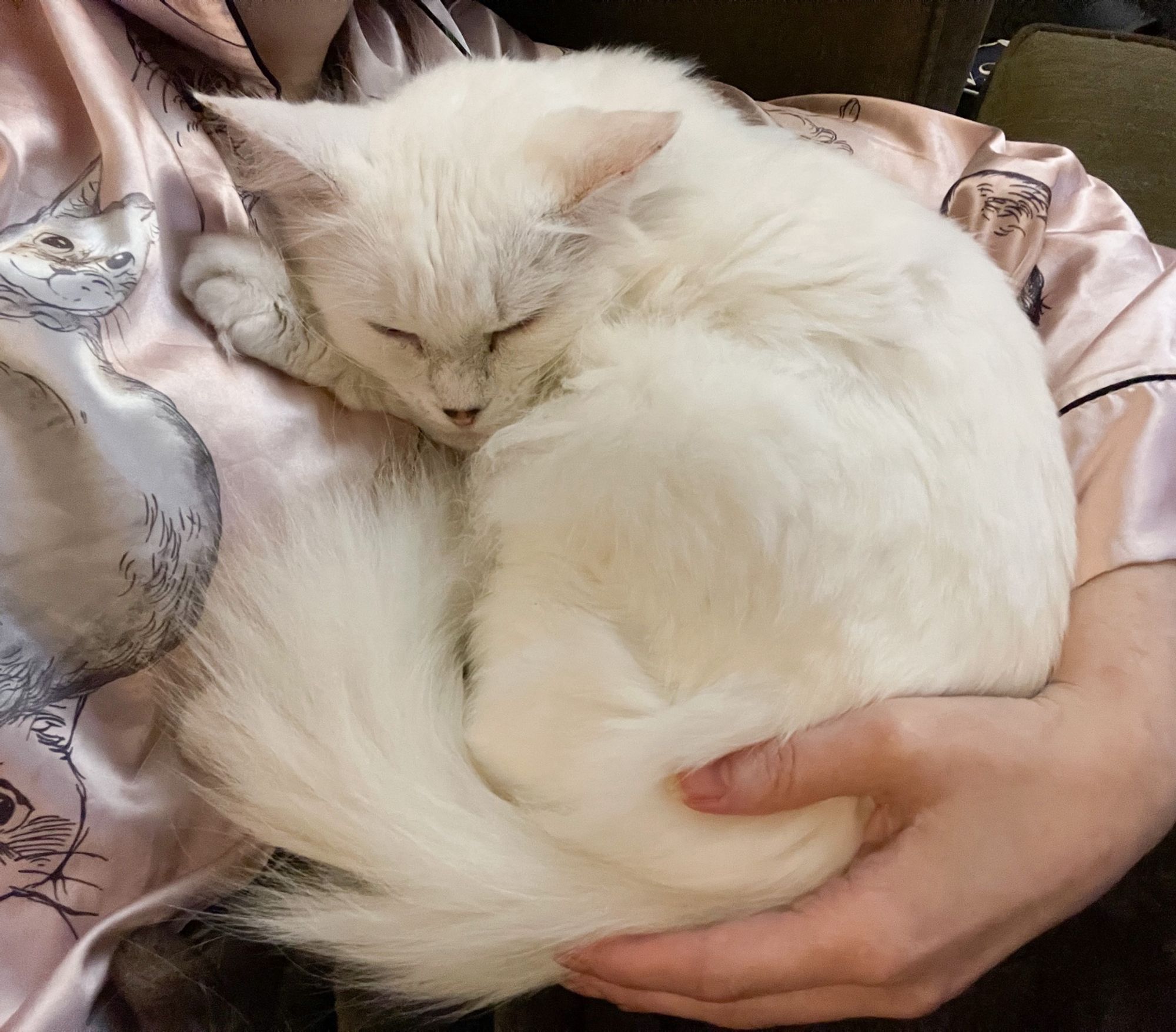 Photo of my fluffy white cat Francie curled up under my arm with one forepaw on my chest and her head on it. I’m white and wearing pale pink satin pajamas with cat drawings on them.