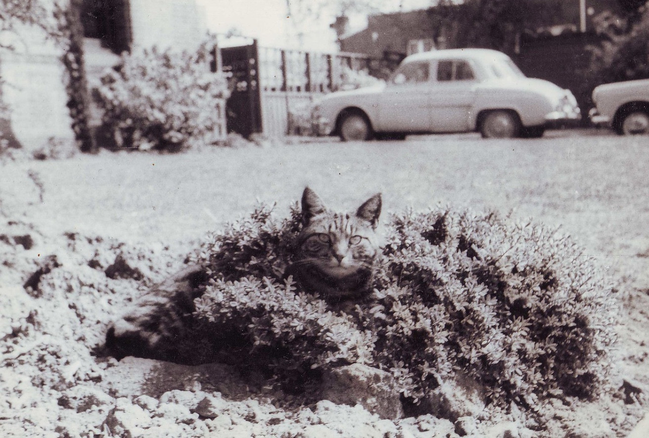 Black and white photo of a shorthaired tabby cat gazing calmly at the camera from his hiding spot nestled in a low shrub on a lawn. 