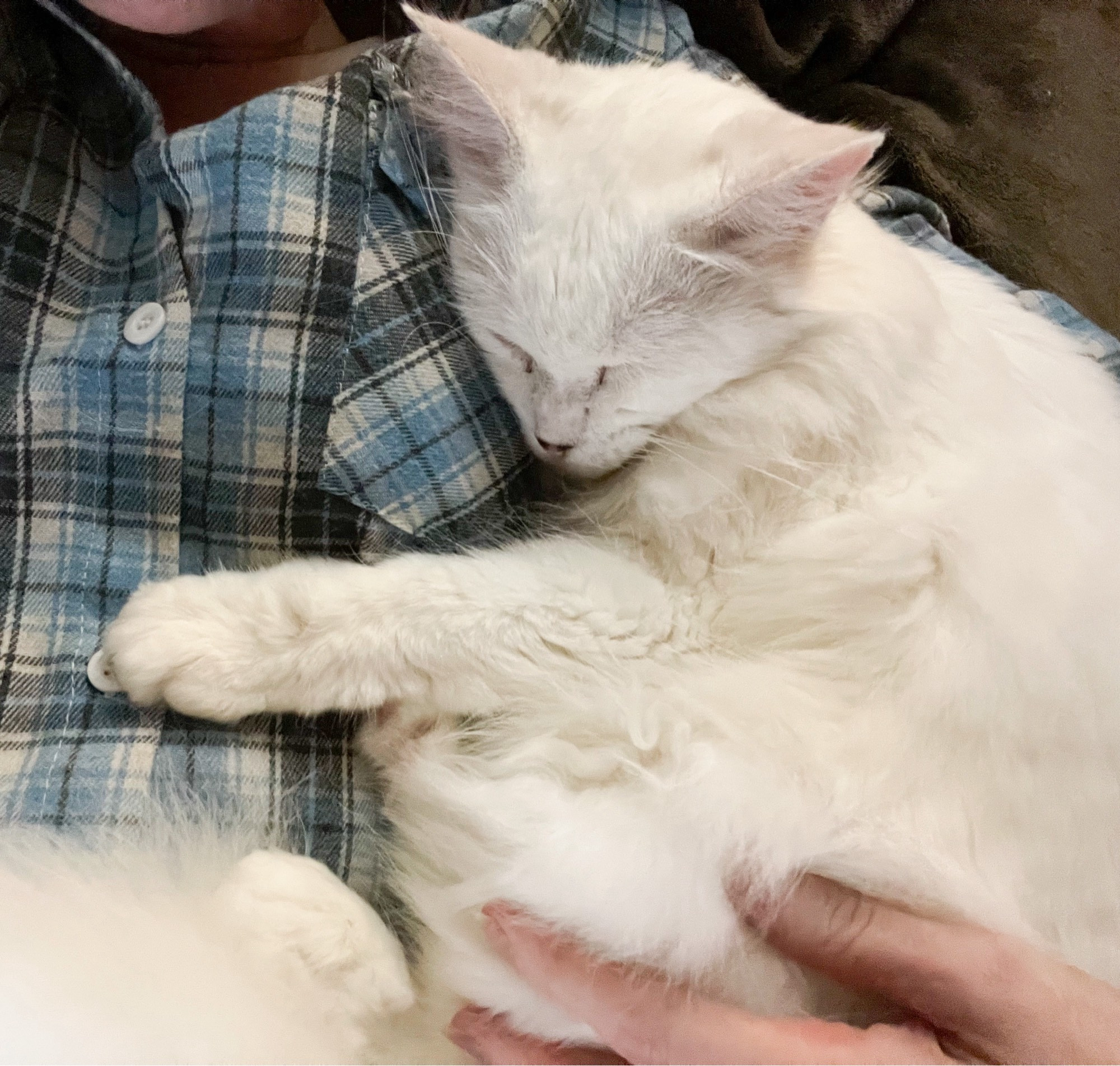 Photo of me lying down wearing a blue and grey plaid shirt. All cozy sleeping up against me under my left arm is my fluffy white cat Francie. She has one little paw stretched across my sternum.