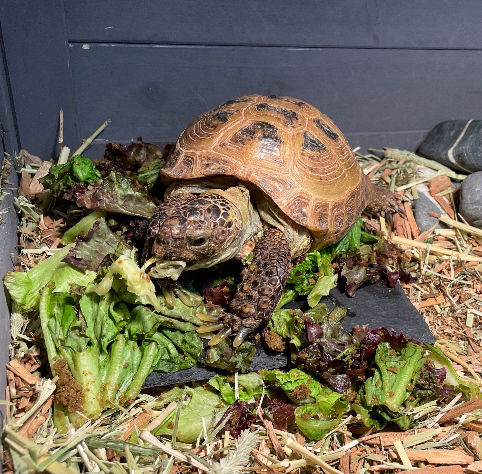 Photo of my small brown tortoise Chester eating a mix of greens and hydrated tortoise pellets. He’s standing on top of and amidst all the food with a full mouth, the greens were served on a black slate dish but they are strewn about all over.