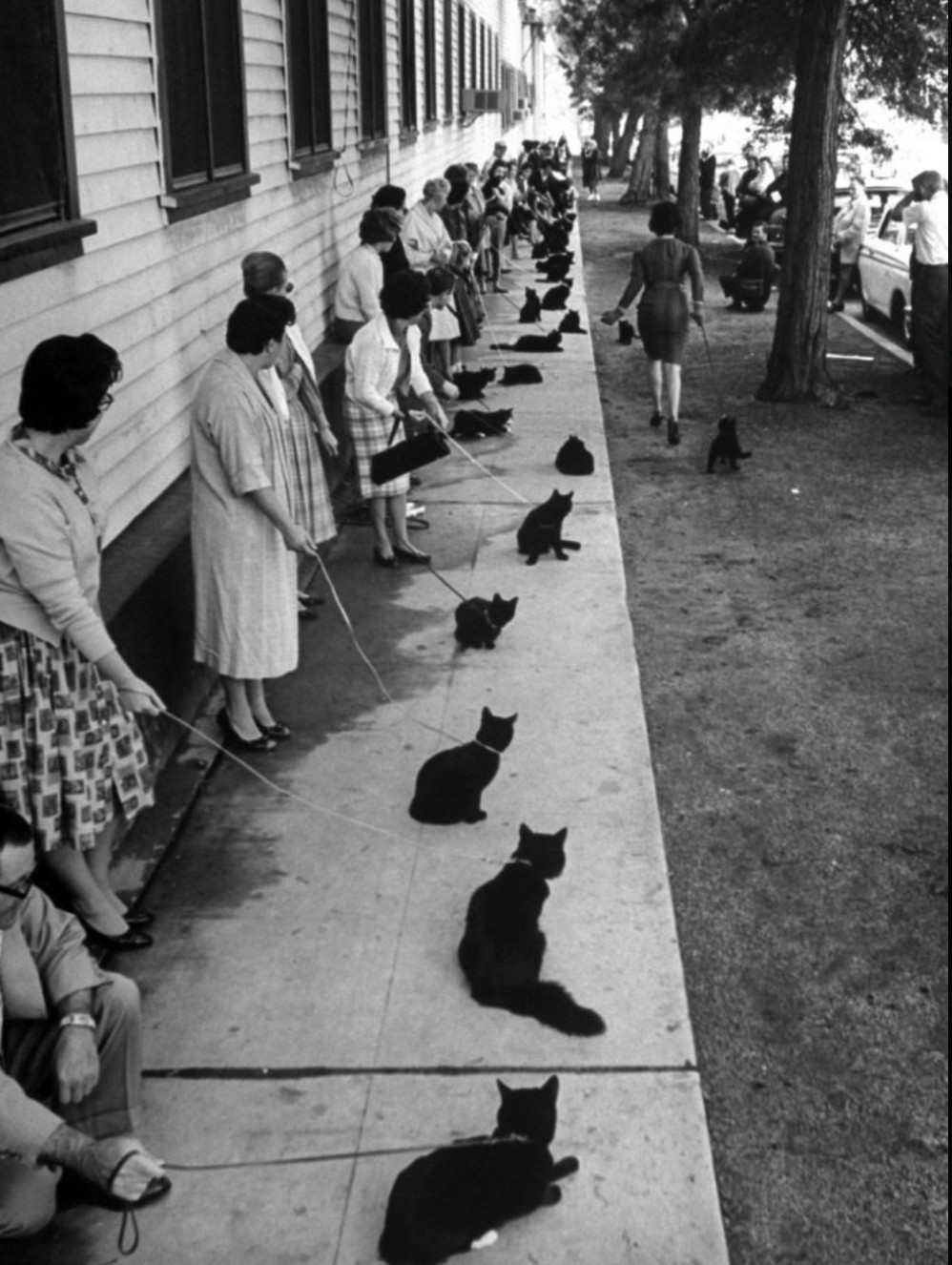 Black and photo of a long stretch of sidewalk. Along it stands a line of dozens of people that disappears into the distance, every one of them holding a leash that is connected to a black cat. The cats appear surprisingly calm, sitting or standing on the sidewalk next to their owners.