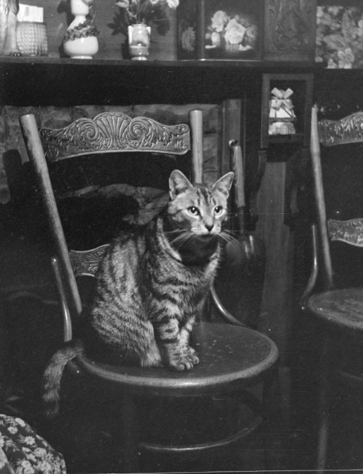 Black and white photo of a lovely shorthaired tabby cat sitting up on a wooden chair in front of wooden shelves of knickknacks in a living room type setting. The lighting is very nice, coming down from the upper right to highlight the cat's sweet face and little front feet placed politely together on the chair.