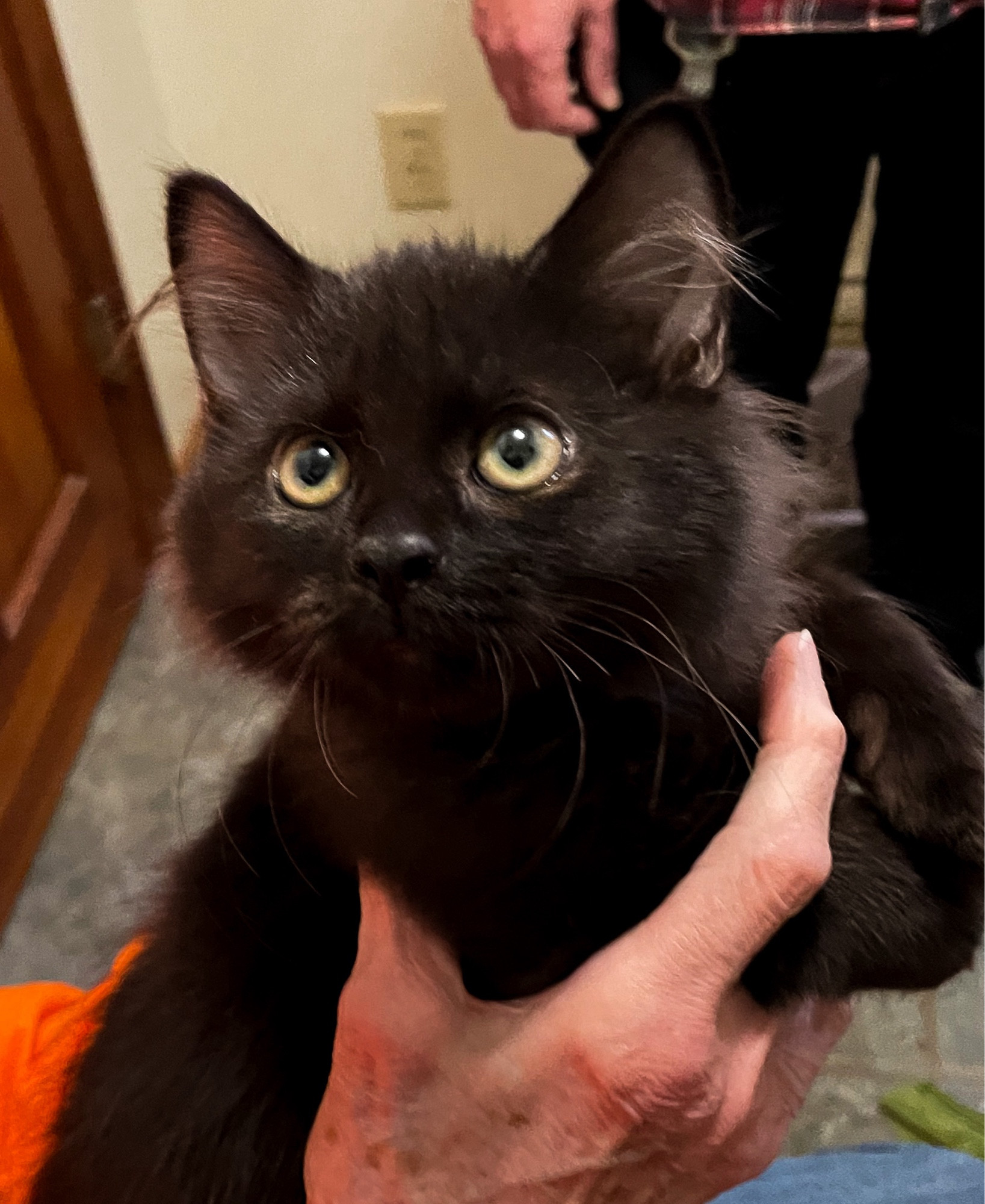 Photo of a stunning medium haired black kitten with light green eyes being gently restrained by an older white lady’s hands.