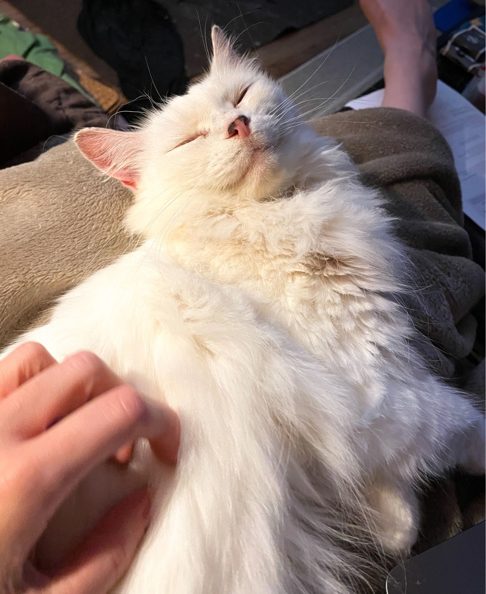 My fluffy white cat Francie sprawled in my lap, eyes closed in bliss while I pet her.