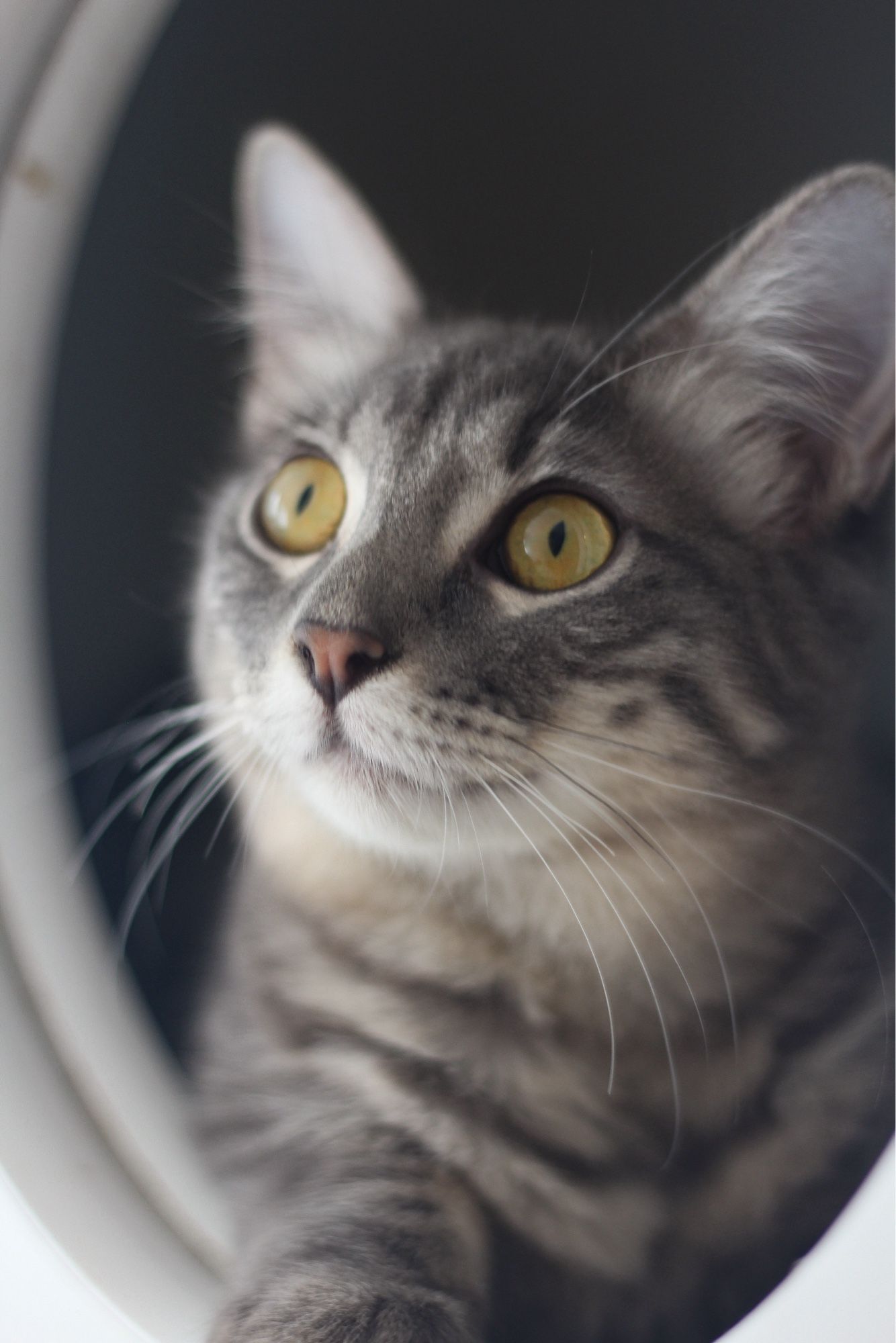 Closeup photo of a medium haired grey kitten with stunning golden eyes, sitting in a round white doorway in her kitty condo.