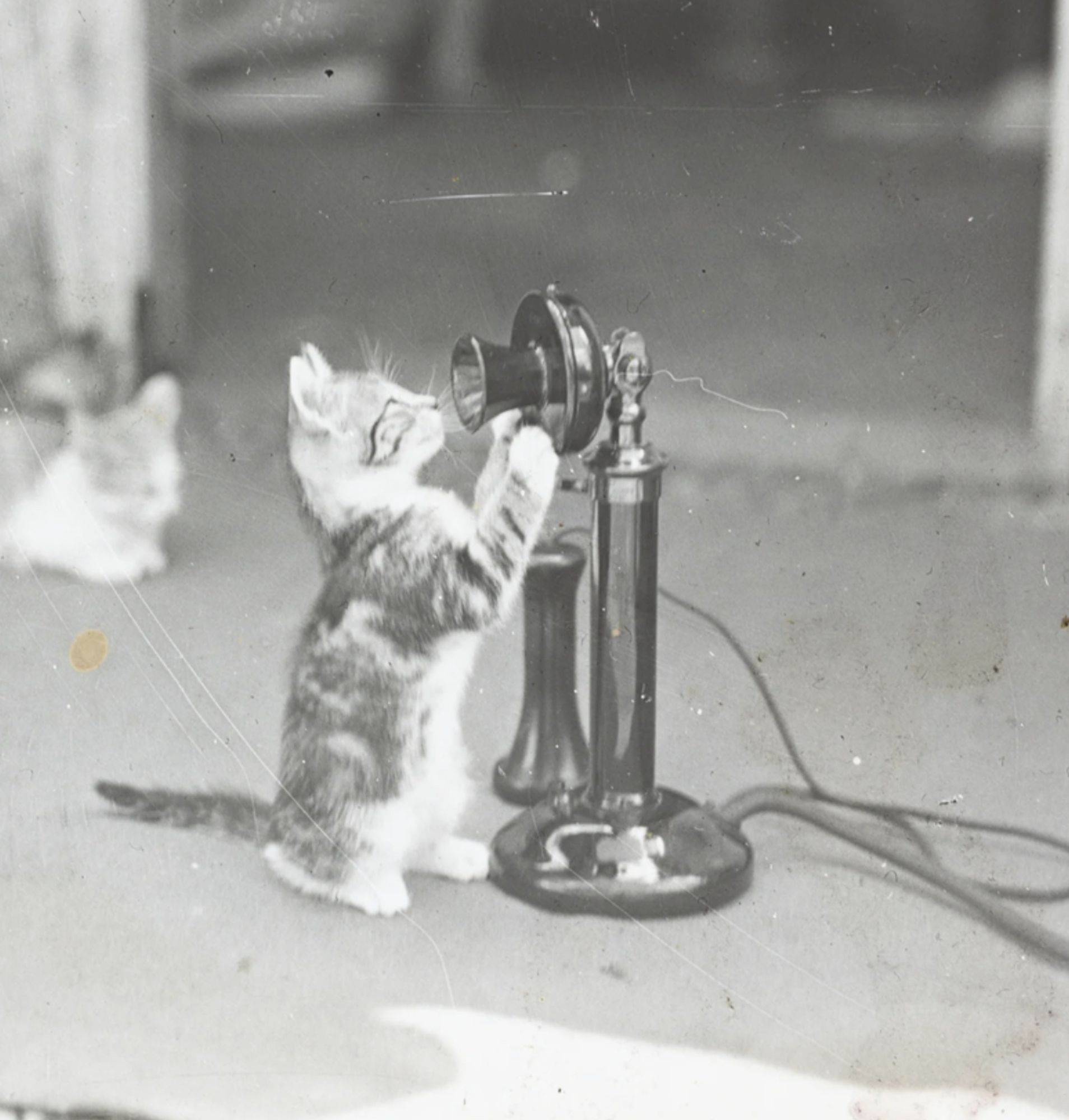 Black and white photo of a shorthaired tuxedo tabby kitten on a floor next to a black, old fashioned candlestick type telephone. The kitten is sitting up on its haunches with its paws against the mouthpiece, peering into it curiously. Another kitten can be seen a couple feet away, blurry but you can see its sleeping in the upright loaf position.