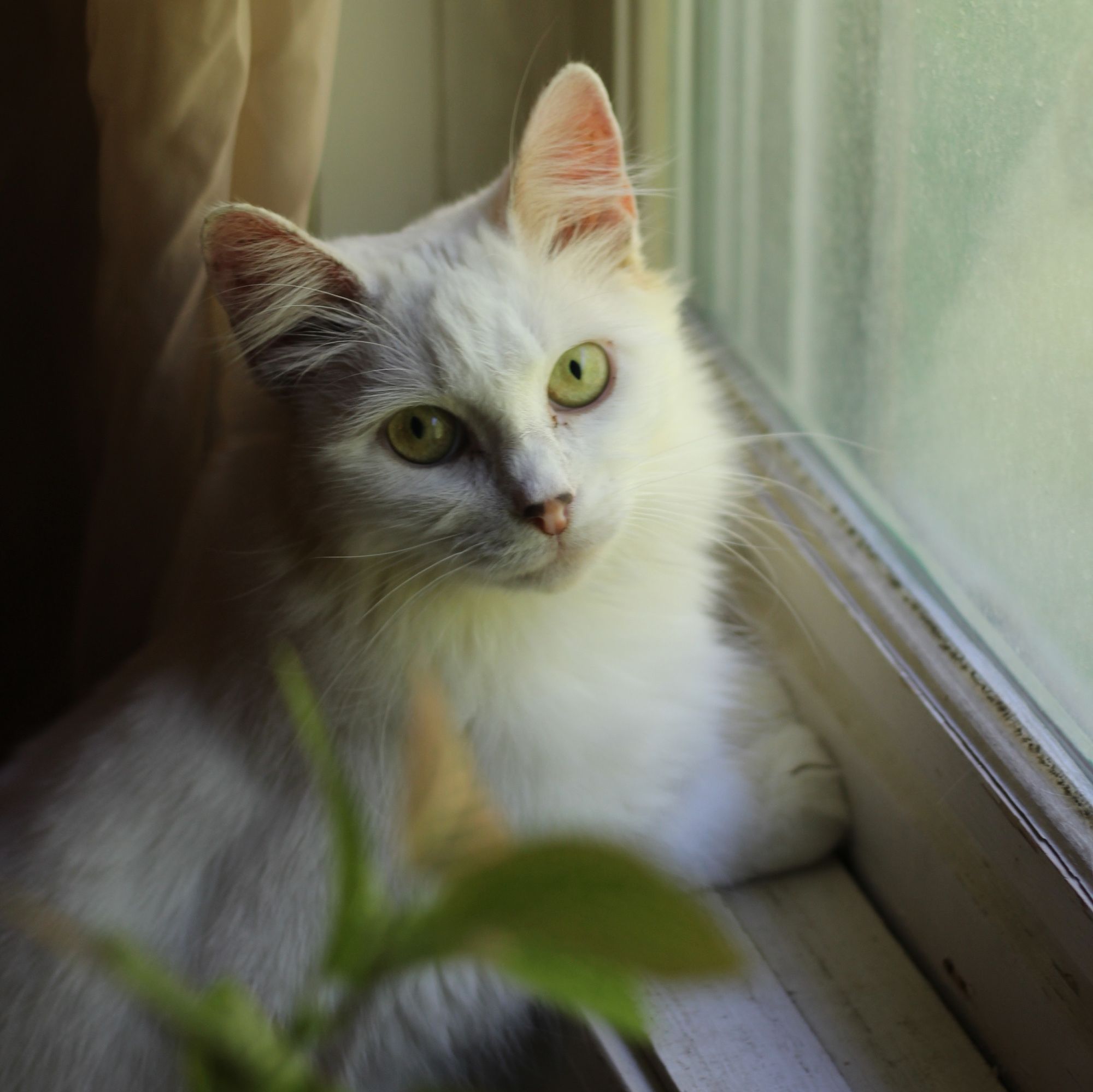 Photo of my fluffy white cat Francie with her paws up on a white window sill, bathed in cool morning light and looking at the camera with light yellow-green eyes.