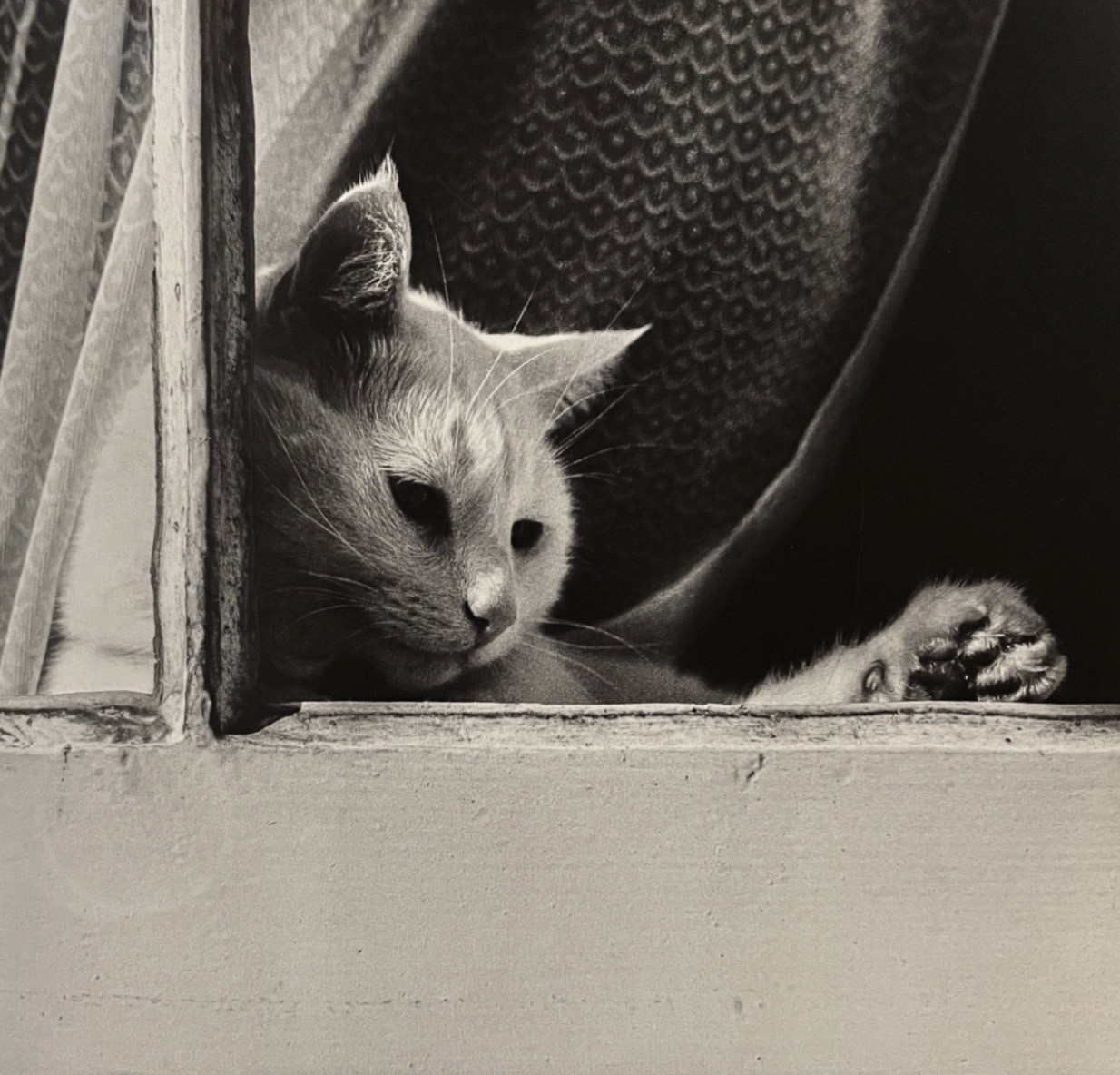 Black and white closeup photo of a cat in a window, the cat inside and photographer outside looking in. The window frame is painted a light color and the shorthaired white cat is reclining against it, looking thoughtfully downward with one paw placed against the glass so you can see the toe beans. It has a dramatic, melancholy feeling.