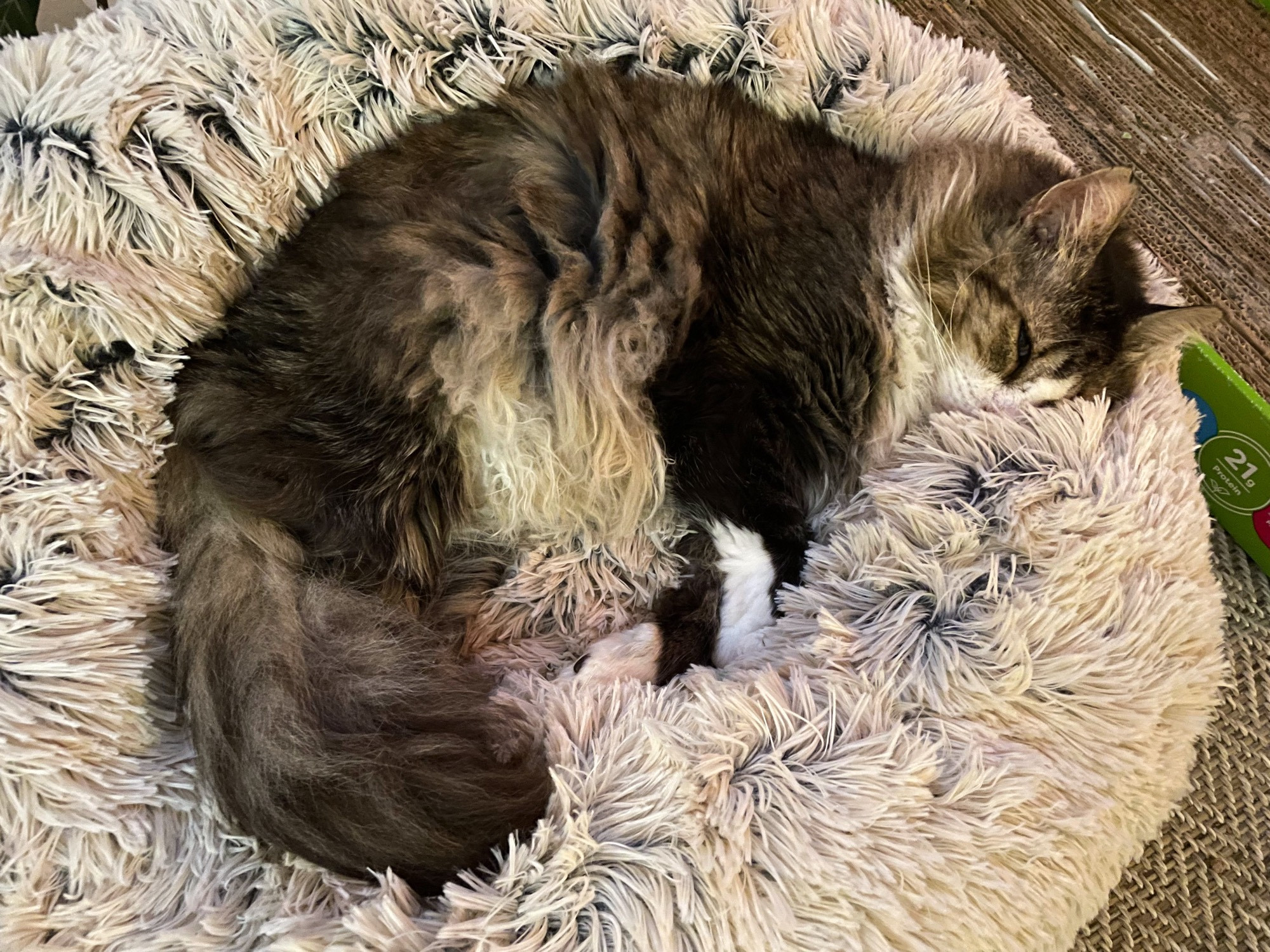 Photo of my large, fluffy brown tuxedo tabby Fergus lying on his side in a large beige faux fur bed.