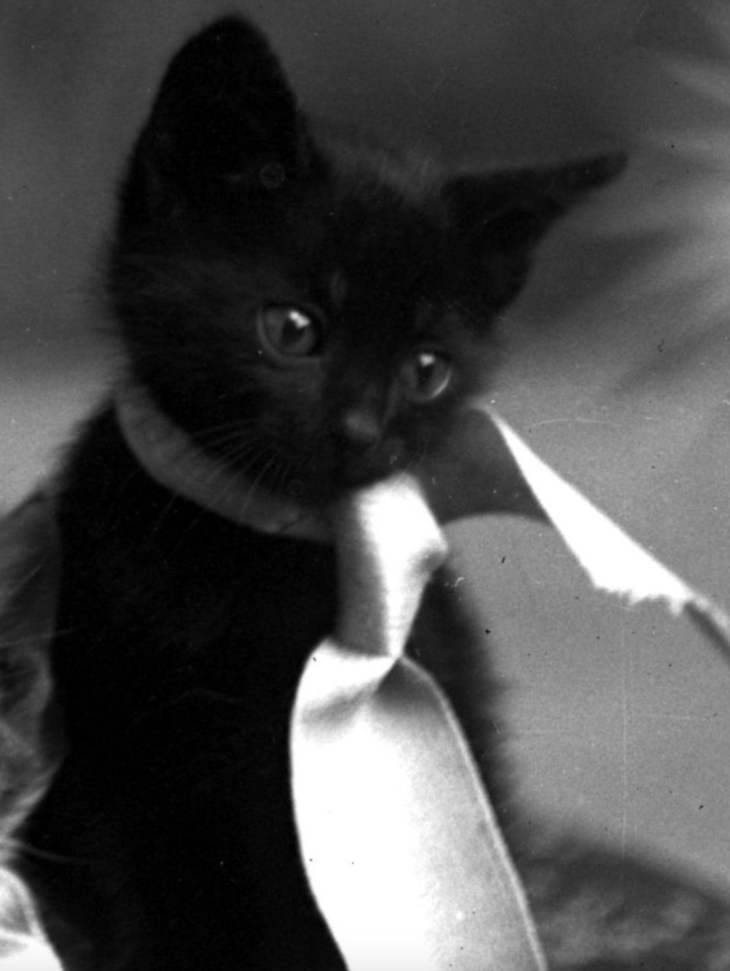 Black and white photo of a little shorthaired black kitten with a big light colored ribbon tied around its neck. The kitten is sitting up and looking wistfully off the to right. It looks so vulnerable and adorable, you just want to scoop it up and take it home.