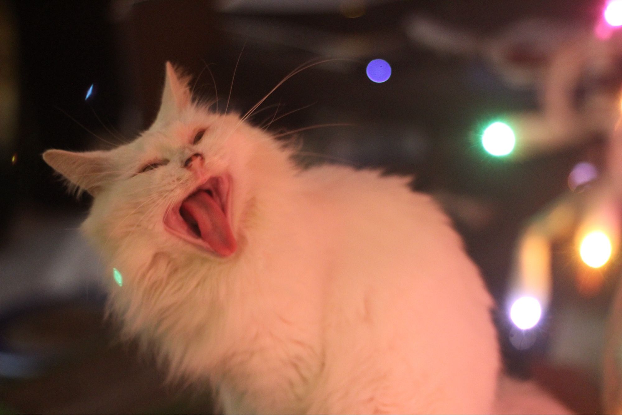 Photo of my fluffy white cat Francie in a dark room illuminated by some rainbow Christmas lights nearby. A few reflected bits of colored light float around her as she opens her mouth in a huge, pink, toothless yawn.