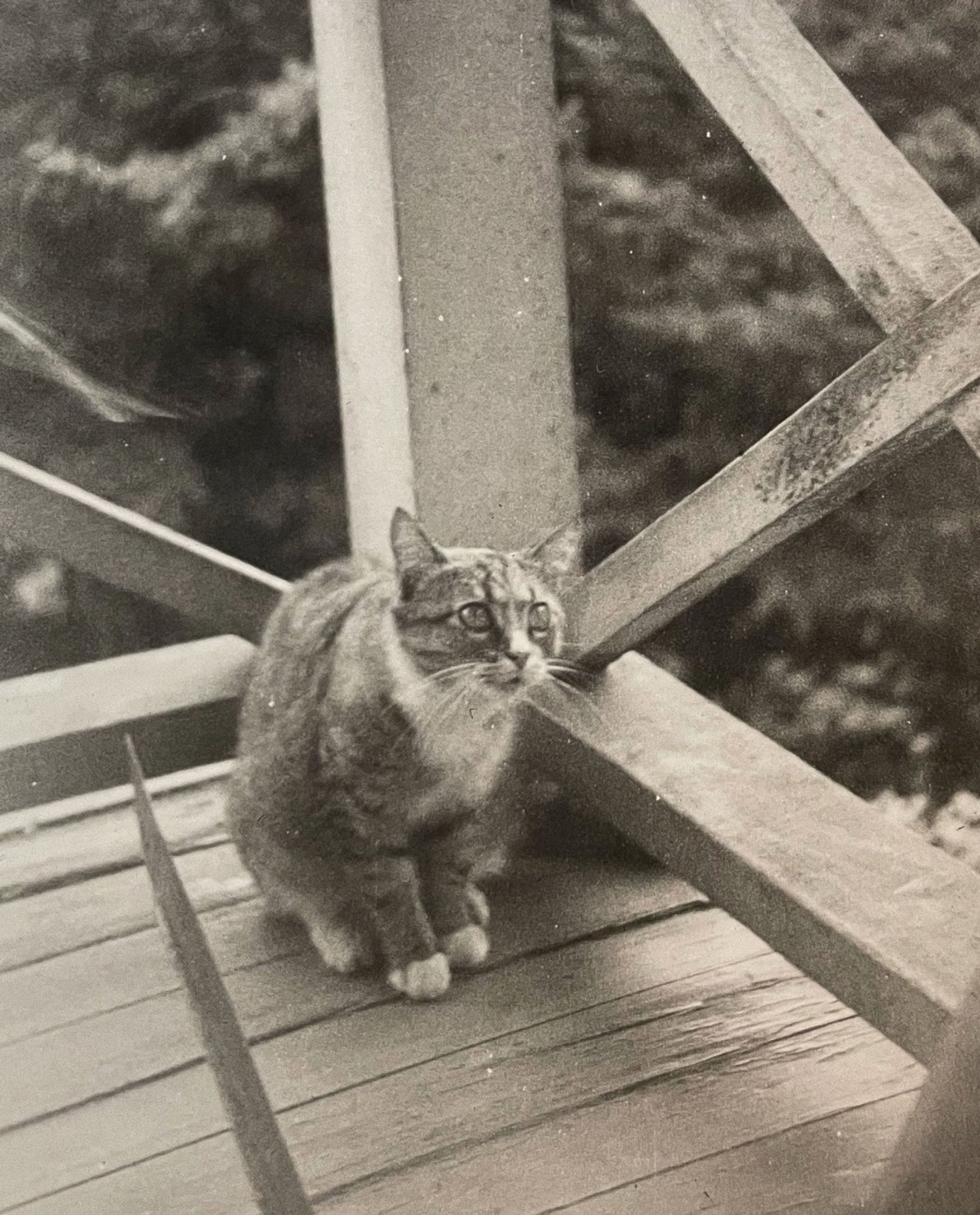 Black and white photo of a ginger tuxedo tabby sitting on a wooden porch or deck, looking up to the right of the camera with an expression of pleading. Very adorable cat! Wonderful face!