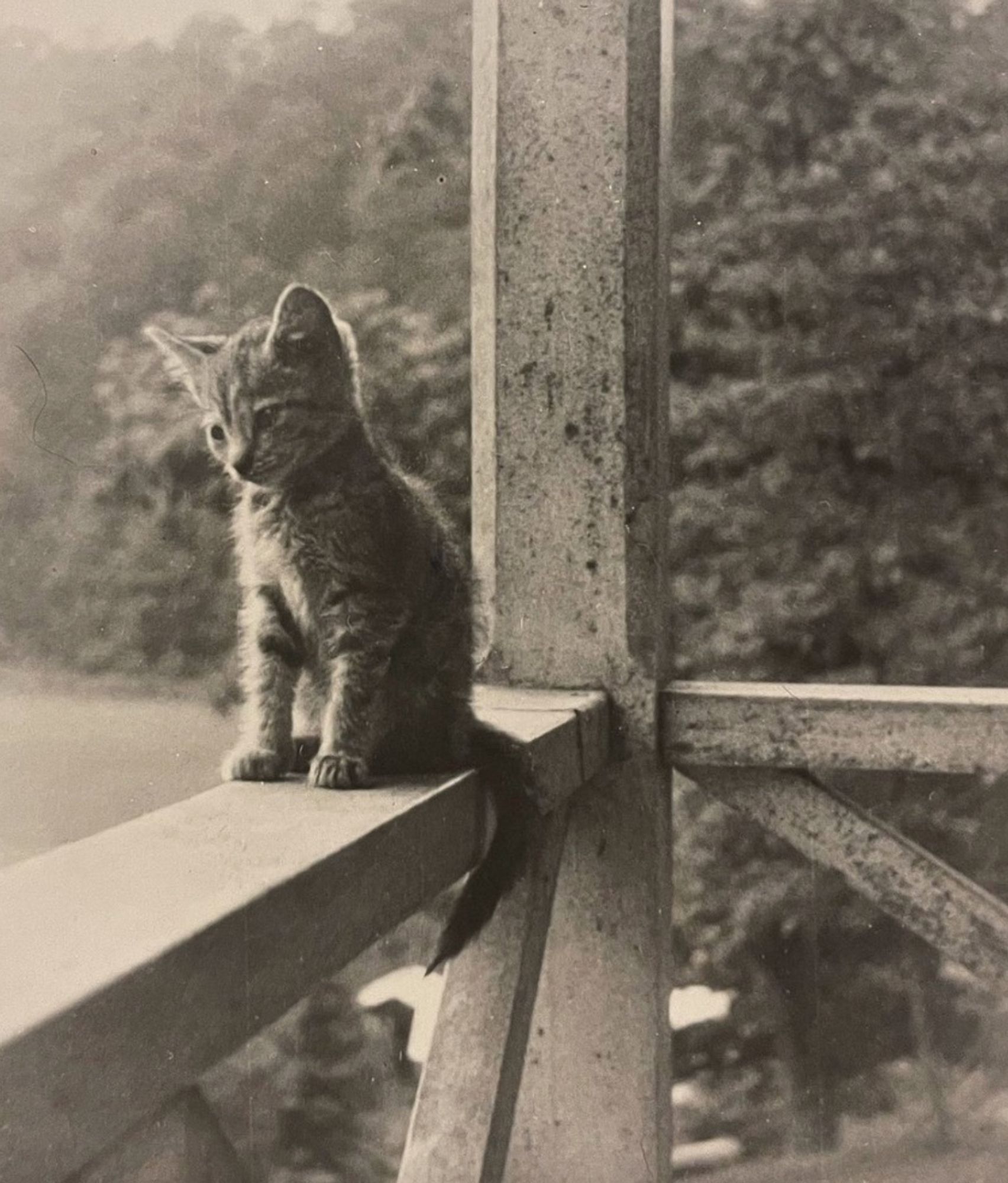 Black and white photo of a little shorthaired tabby kitten sitting on a porch railing, looking kind of vacant and possibly depressed (I’m sure he was fine, it’s just that his gaze is turned downward in a way that would be interpreted as forlorn in a human).